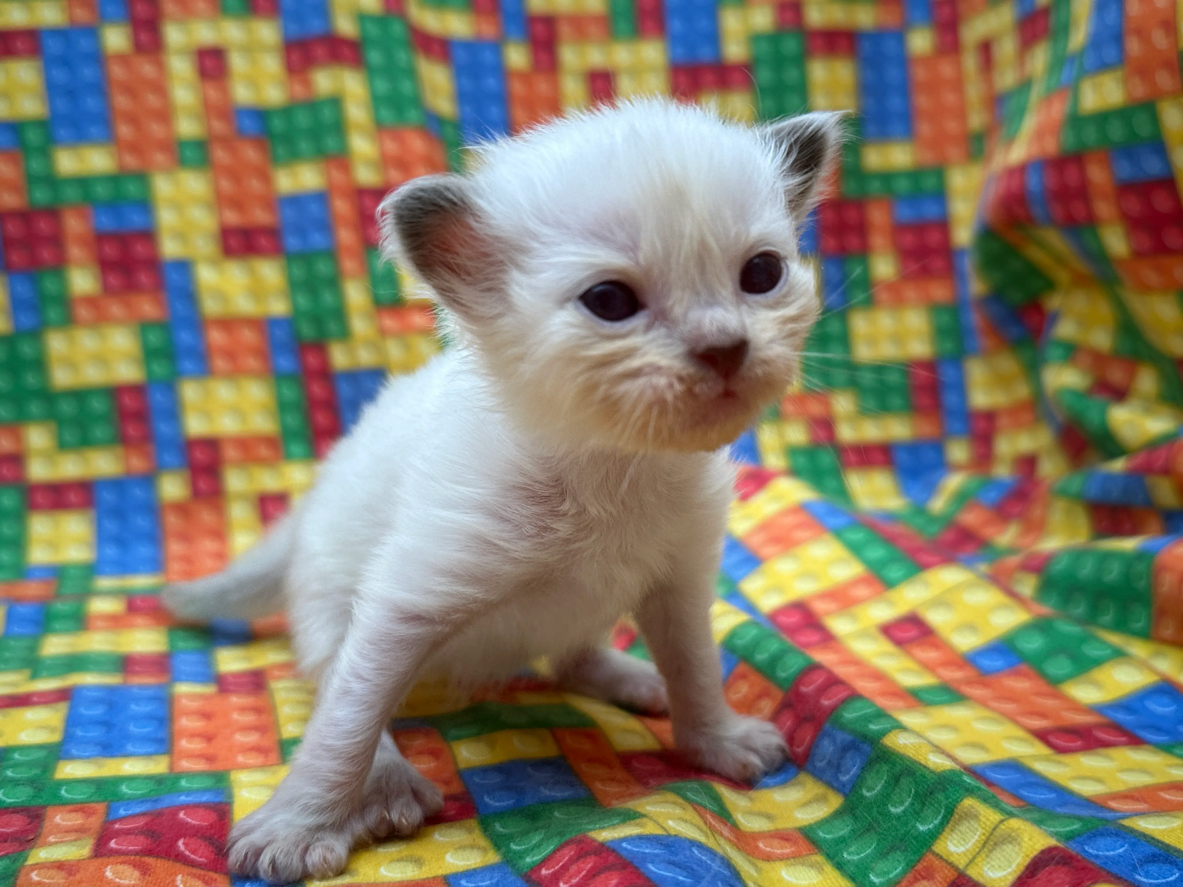 queens gallery image