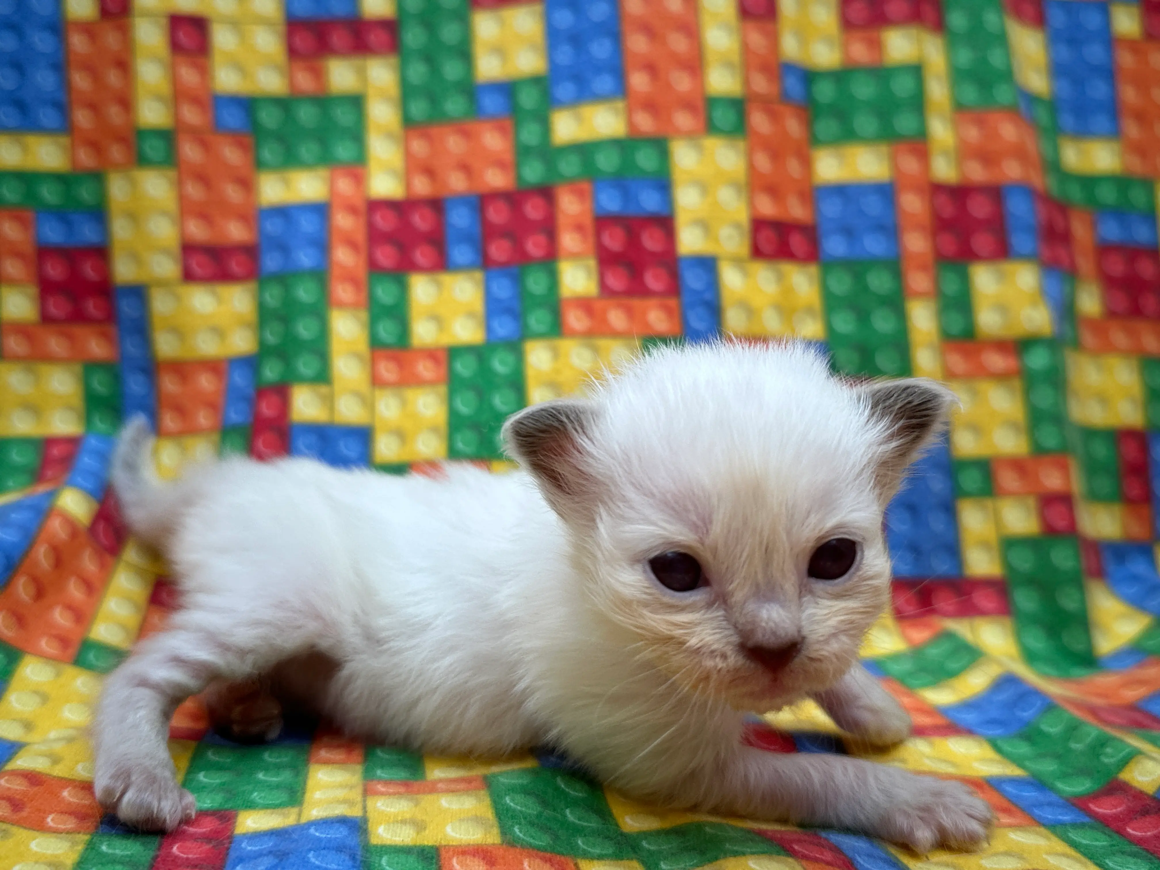 queens gallery image