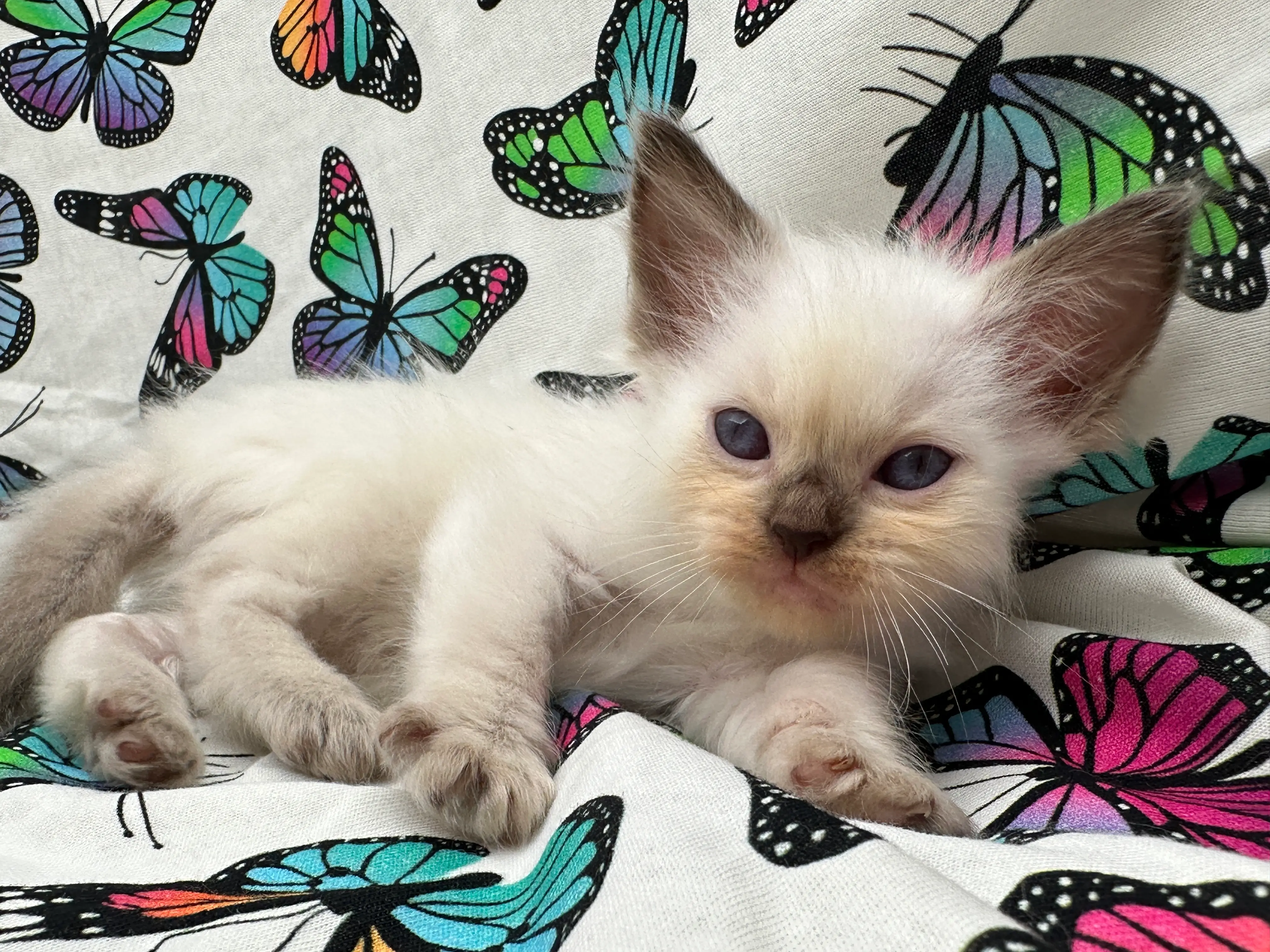 queens gallery image