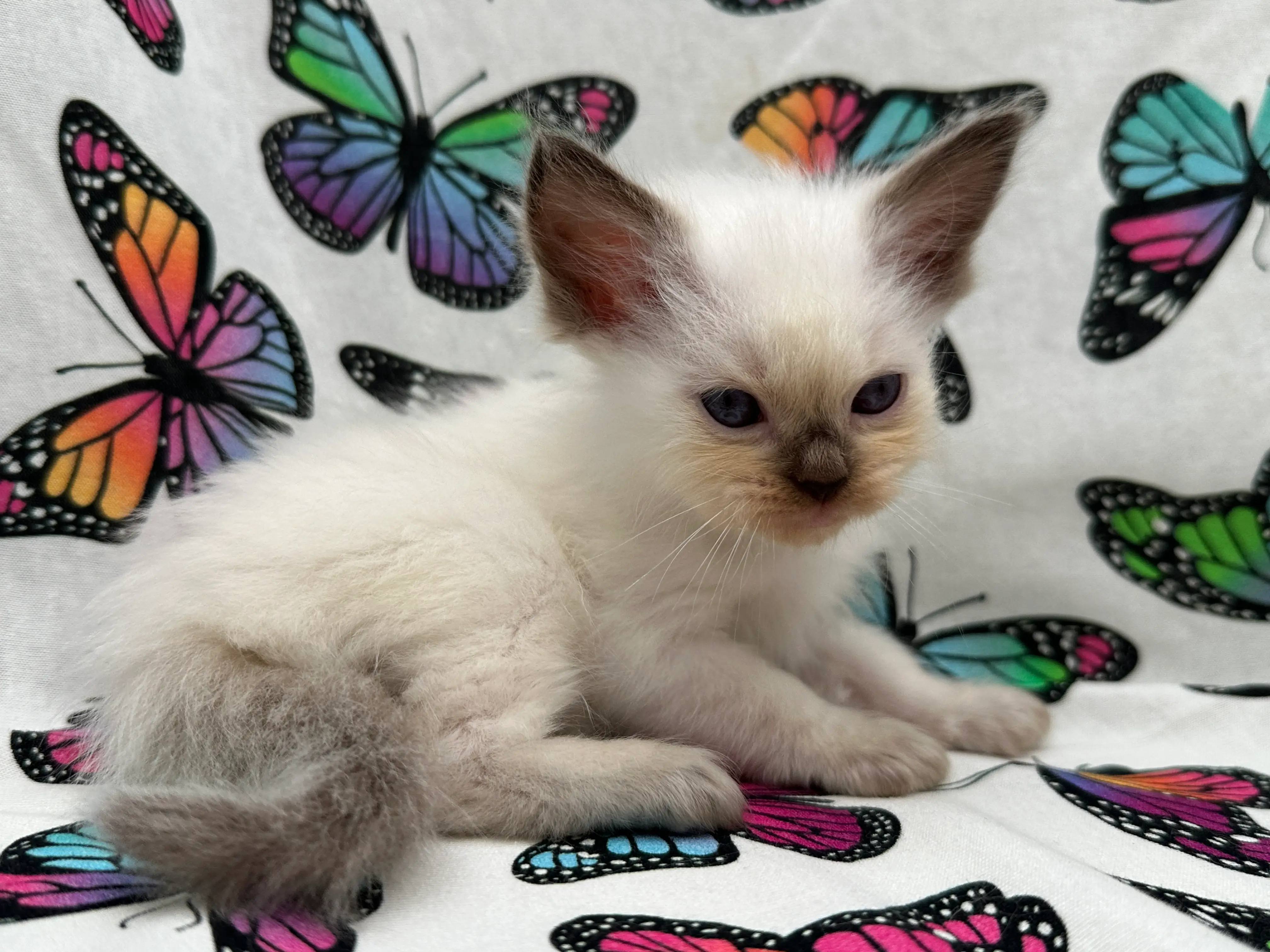 queens gallery image