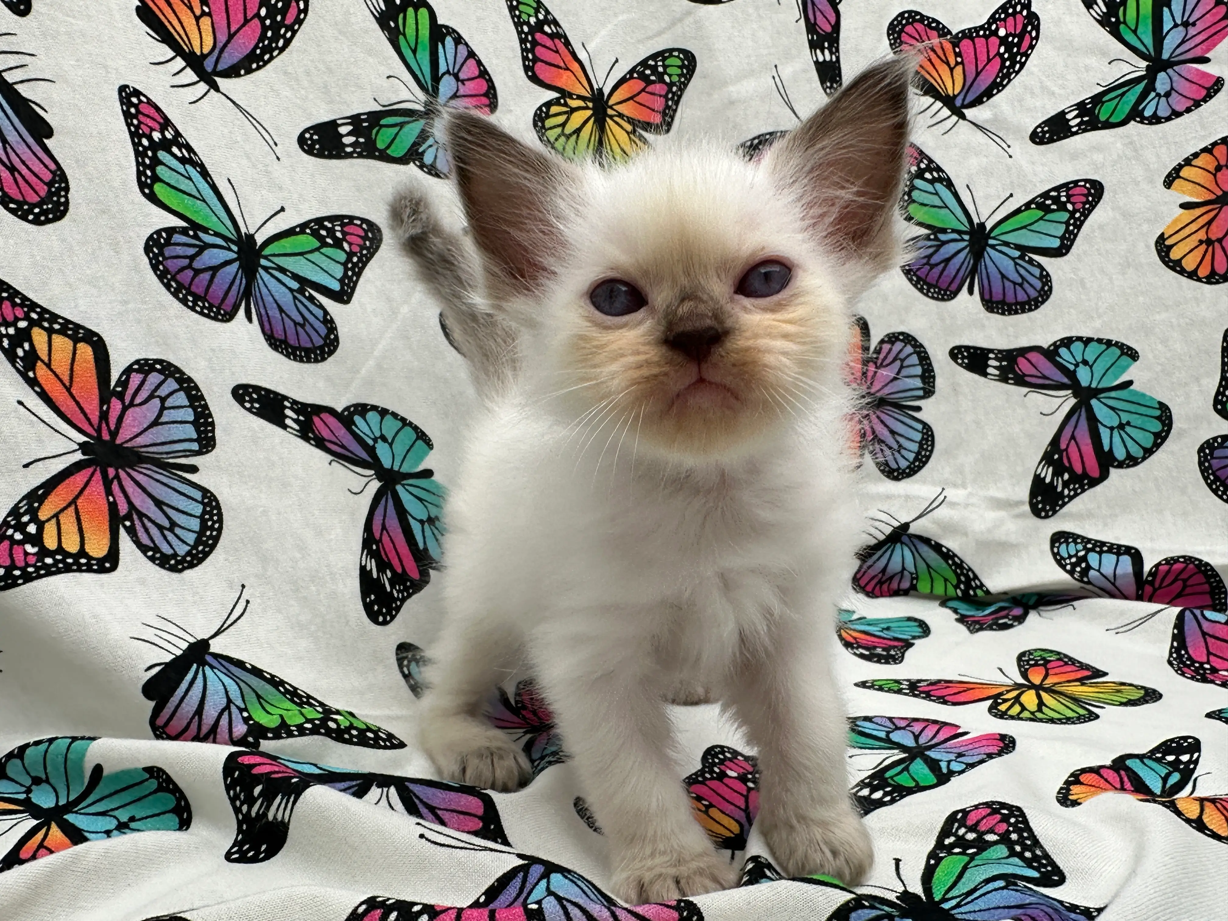 queens gallery image