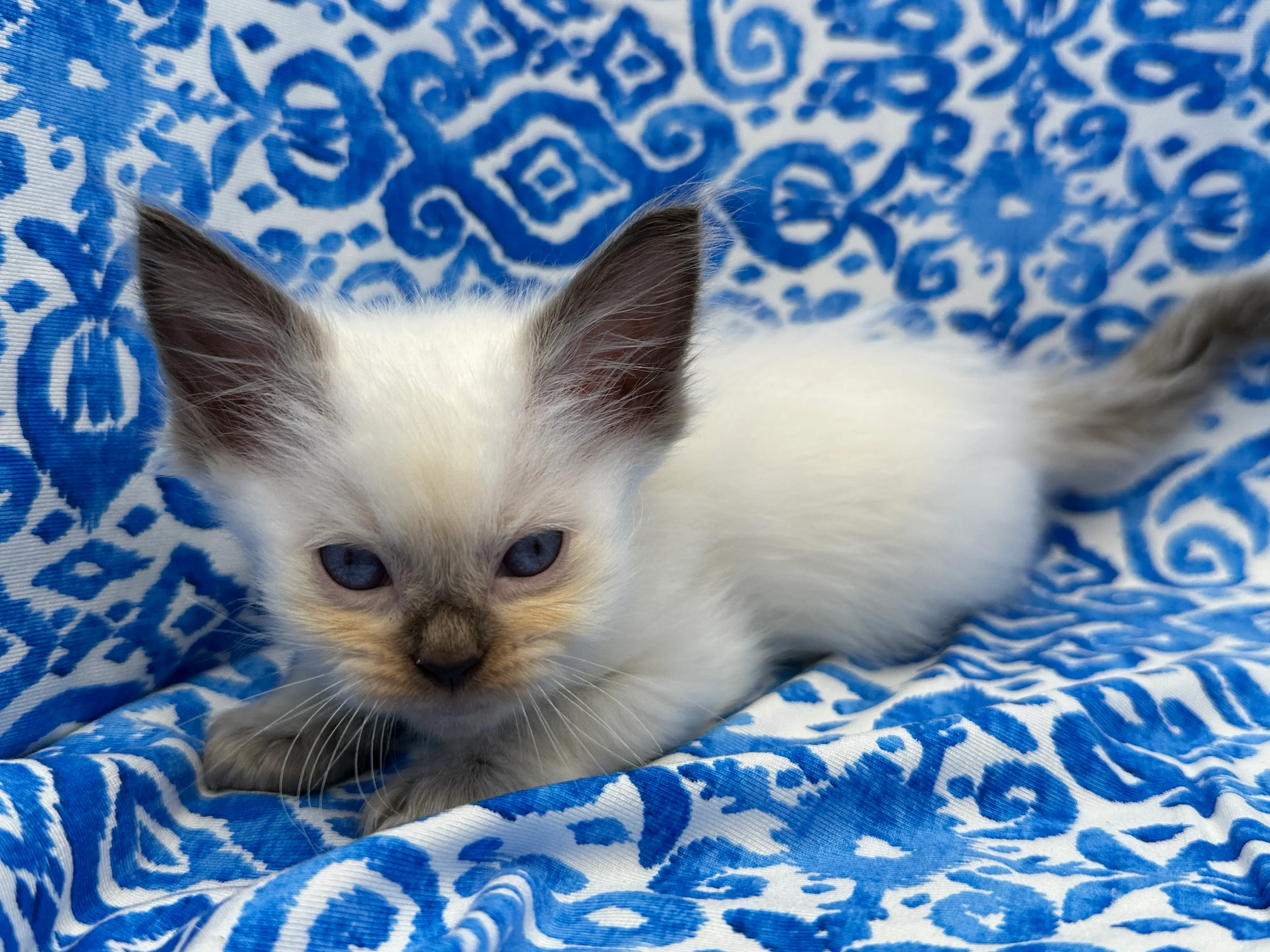 queens gallery image