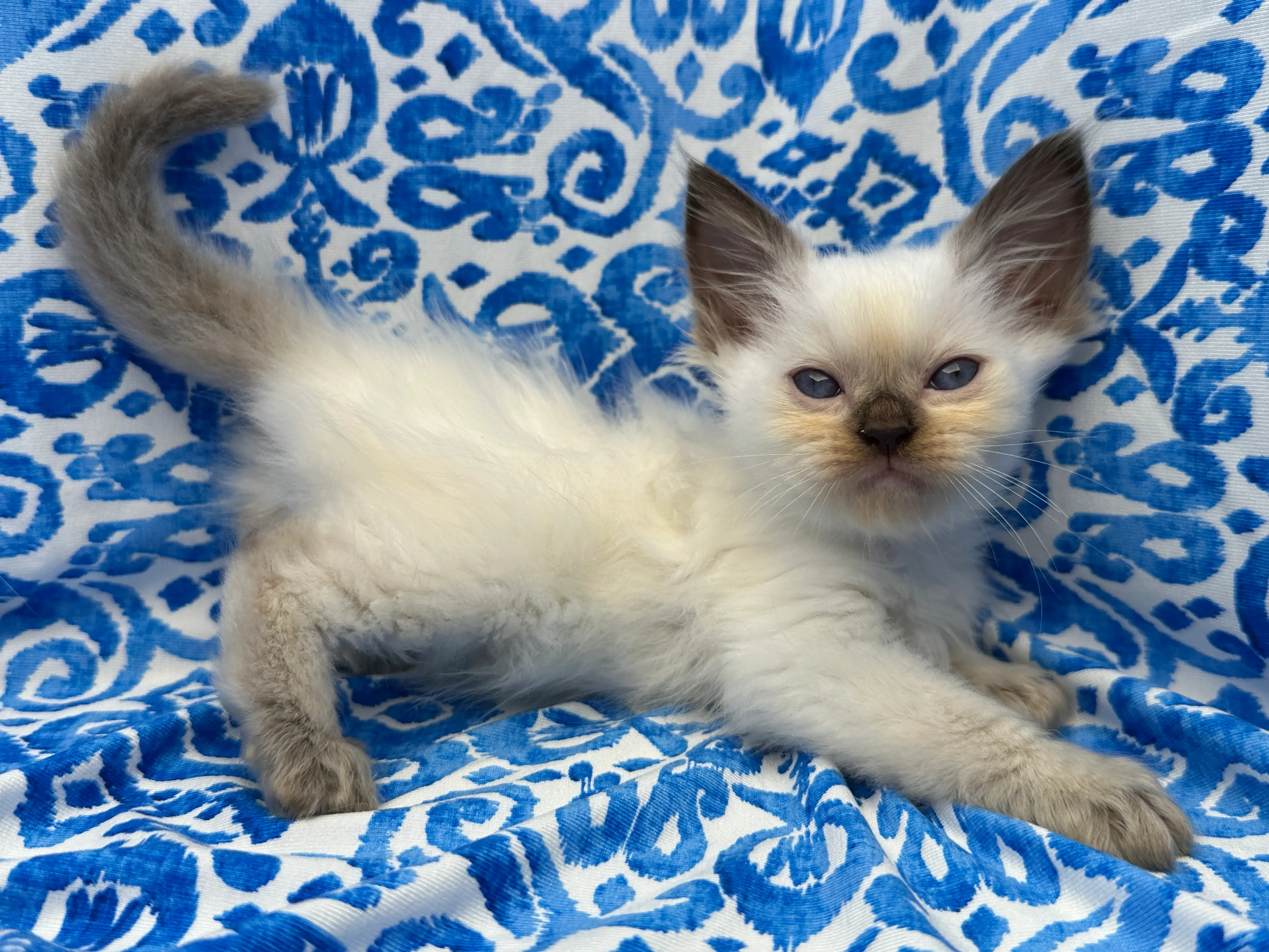 queens gallery image