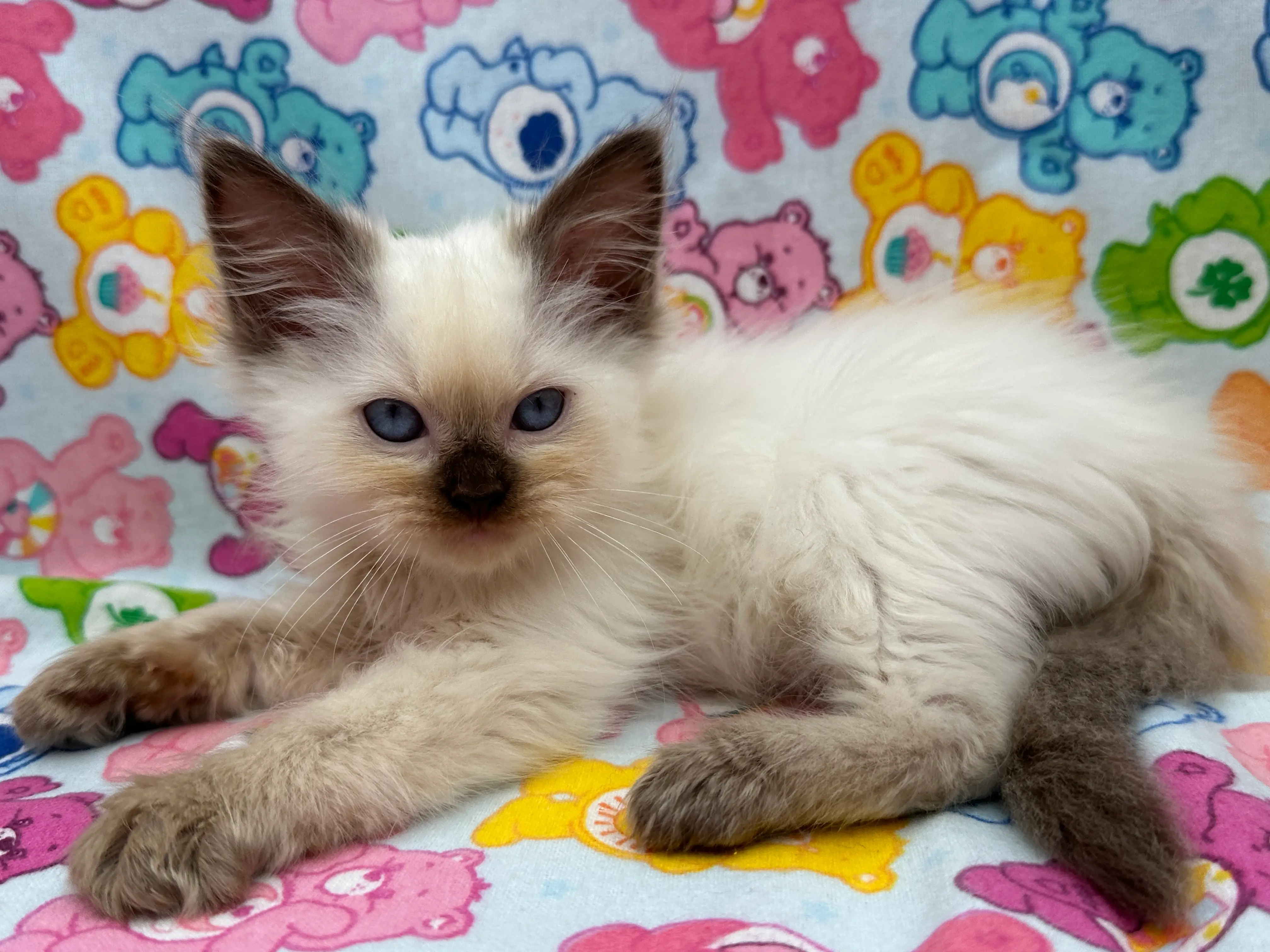 queens gallery image