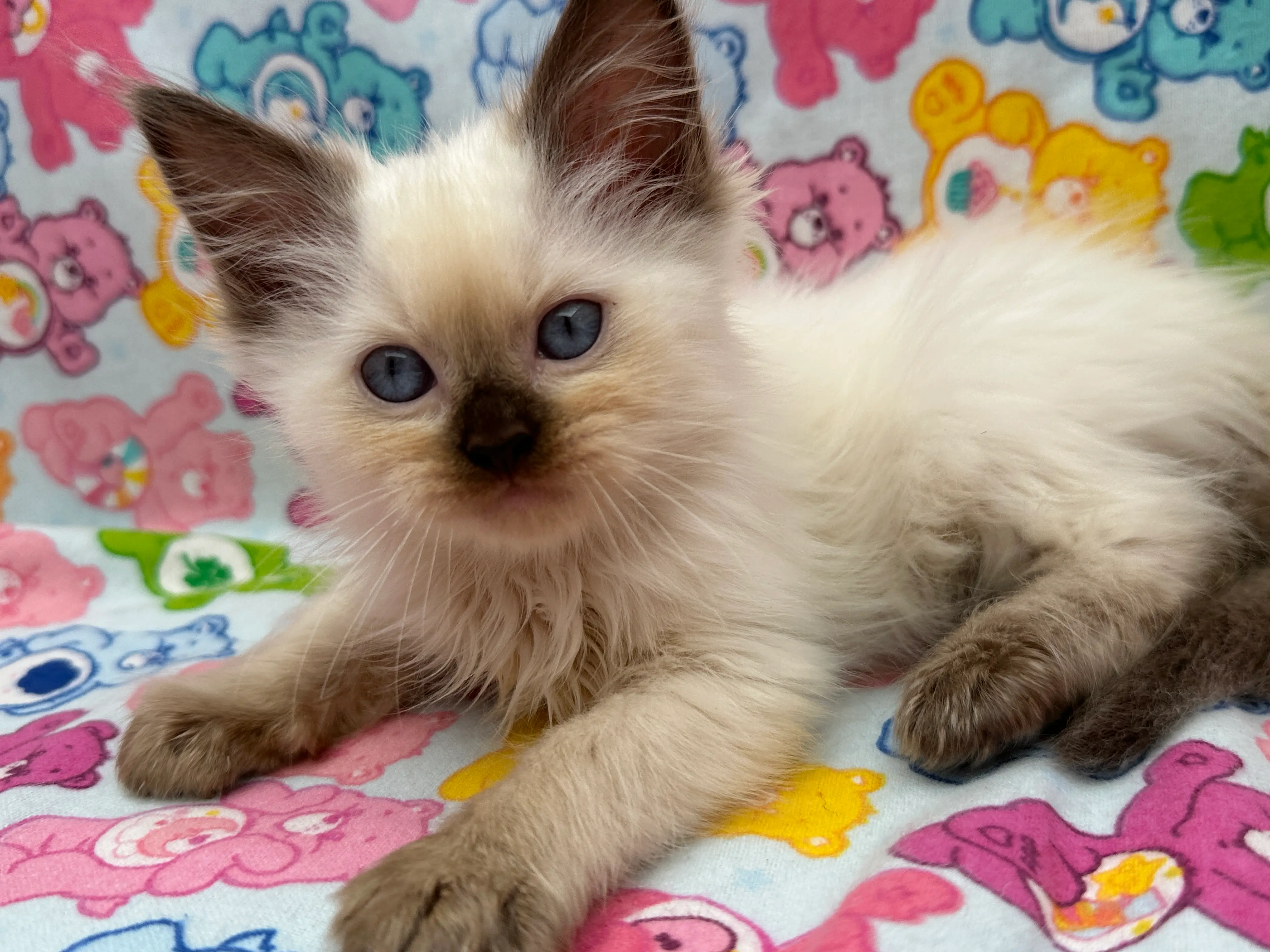 queens gallery image