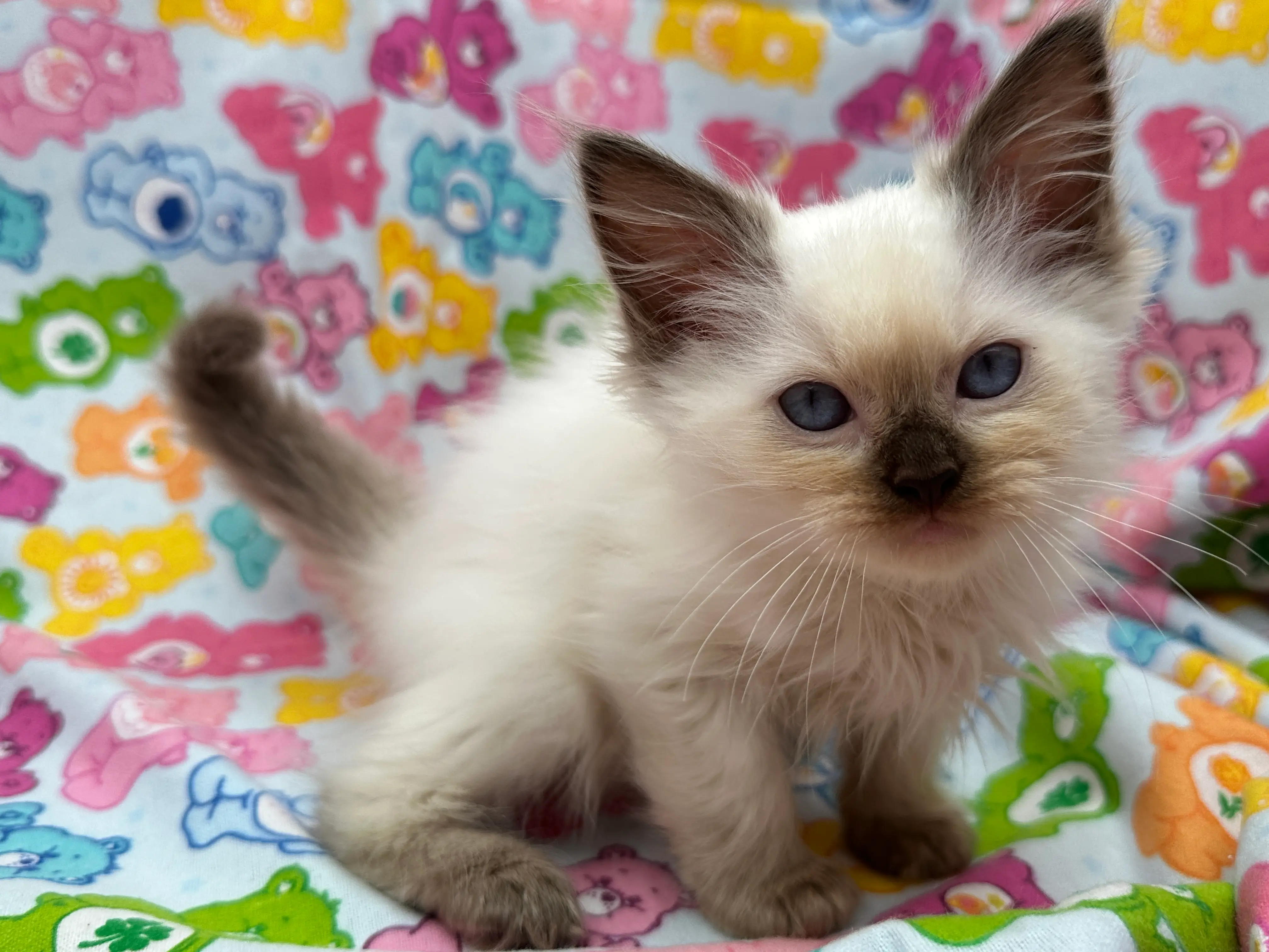 queens gallery image