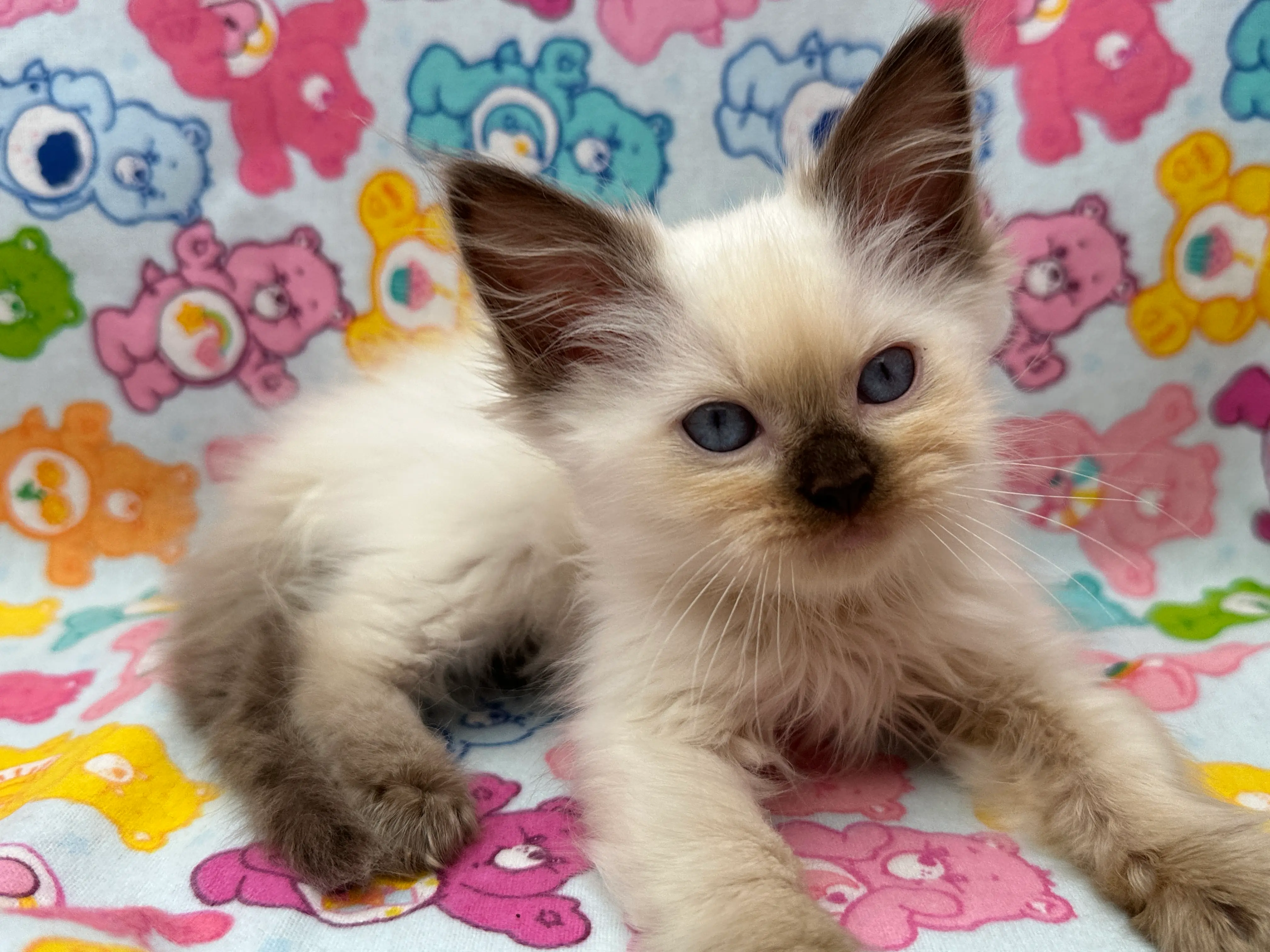 queens gallery image