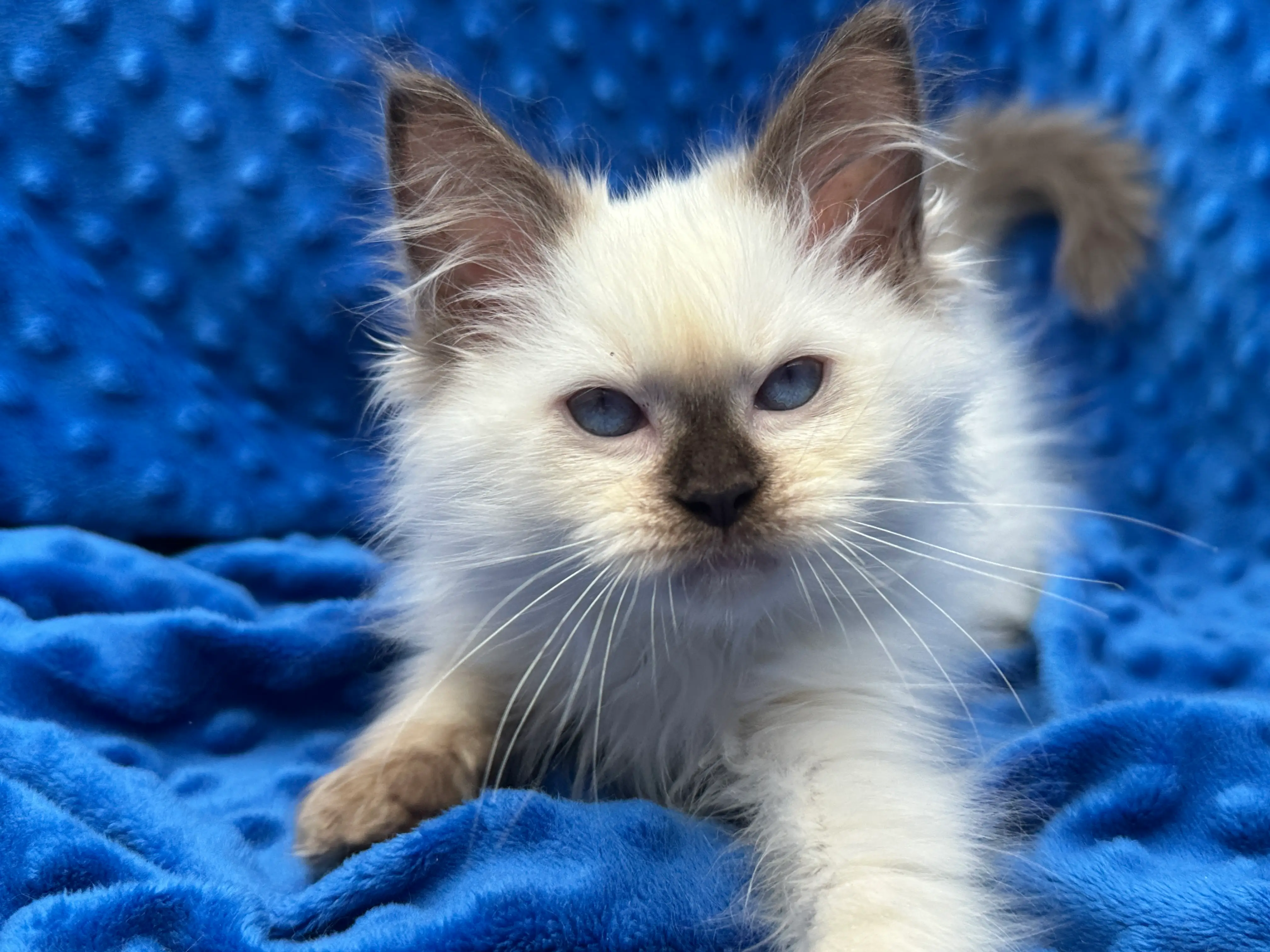 queens gallery image