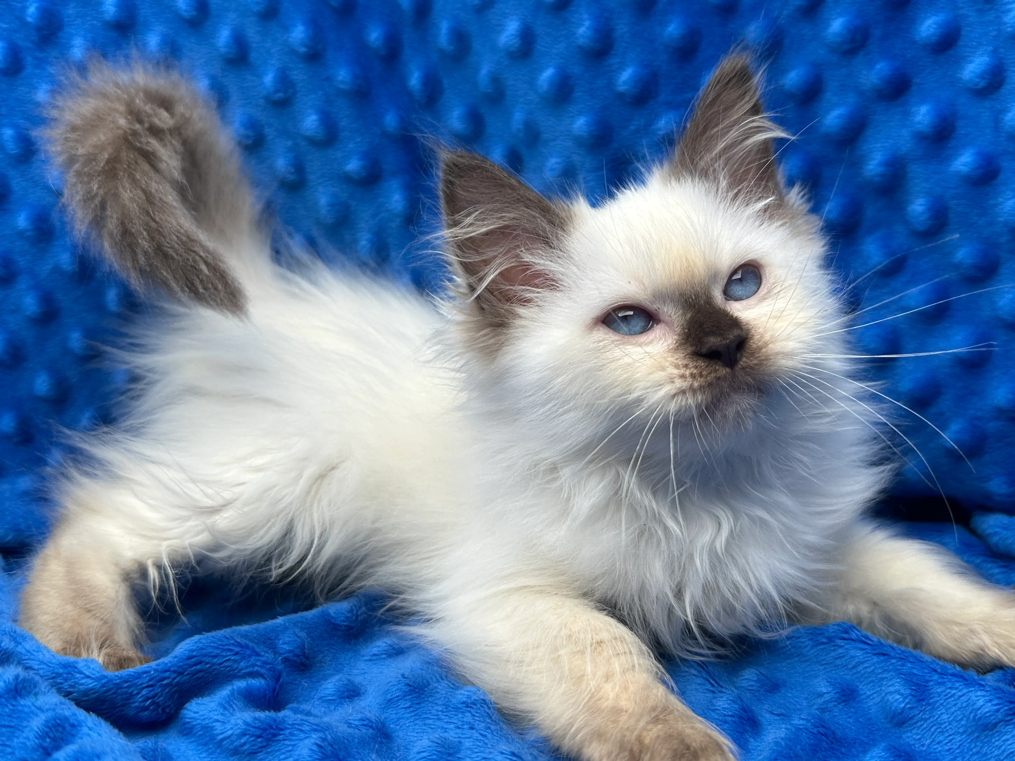 queens gallery image