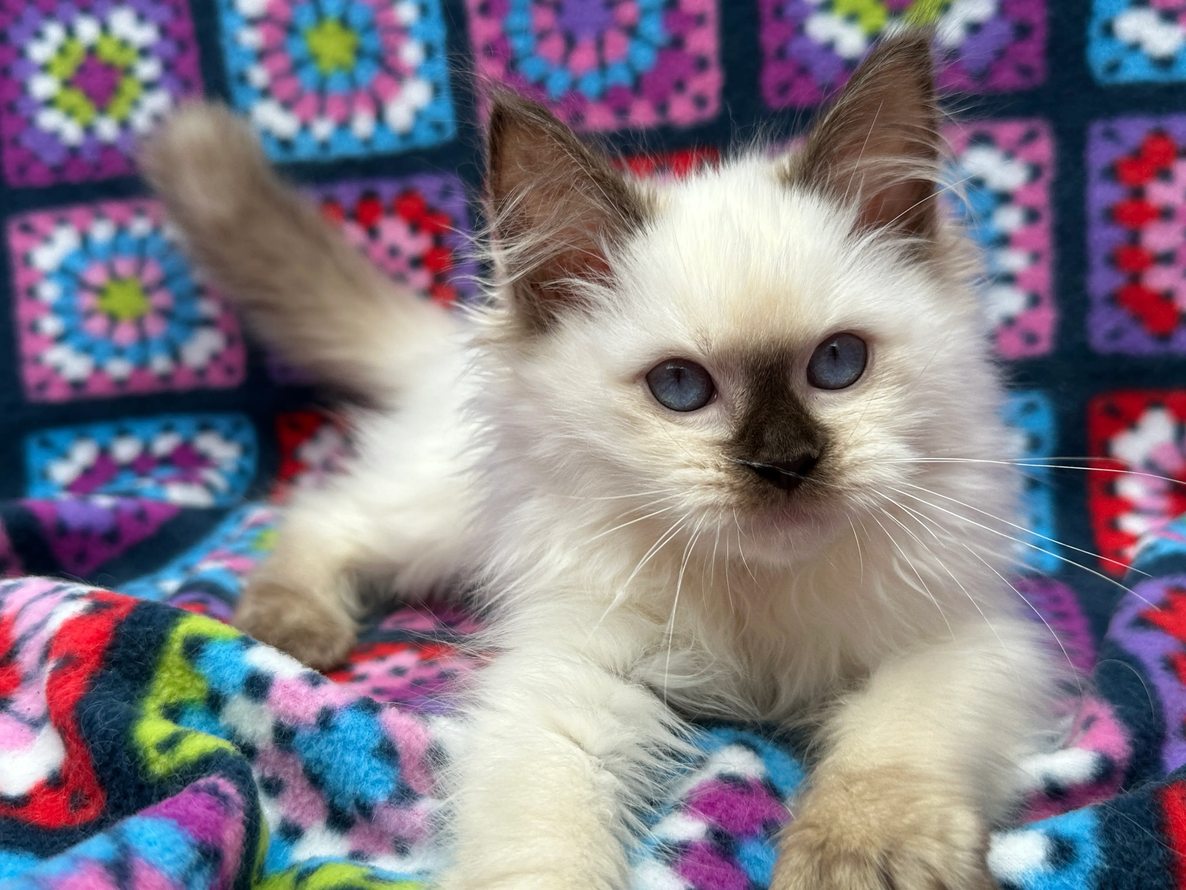 queens gallery image