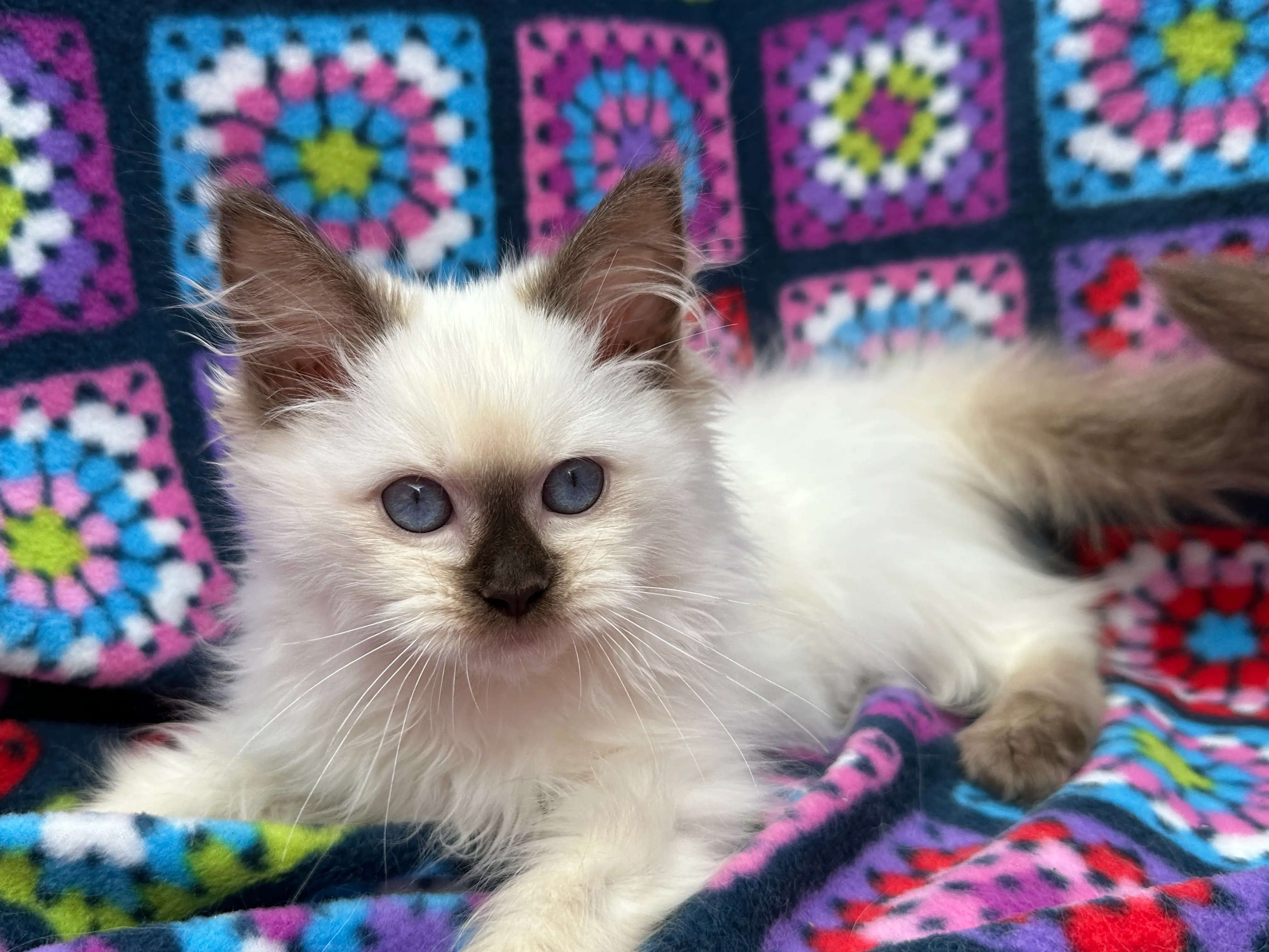 queens gallery image