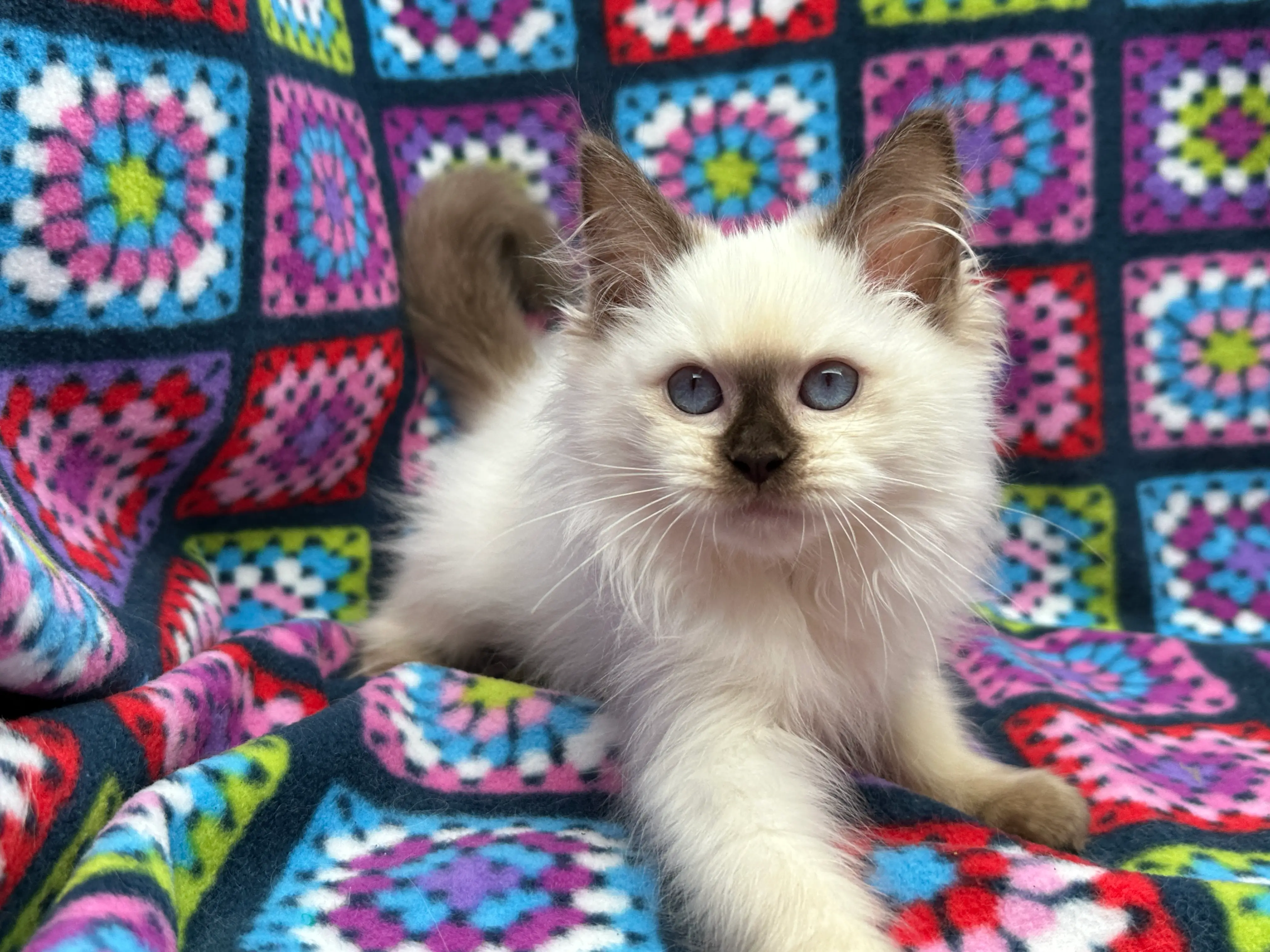 queens gallery image