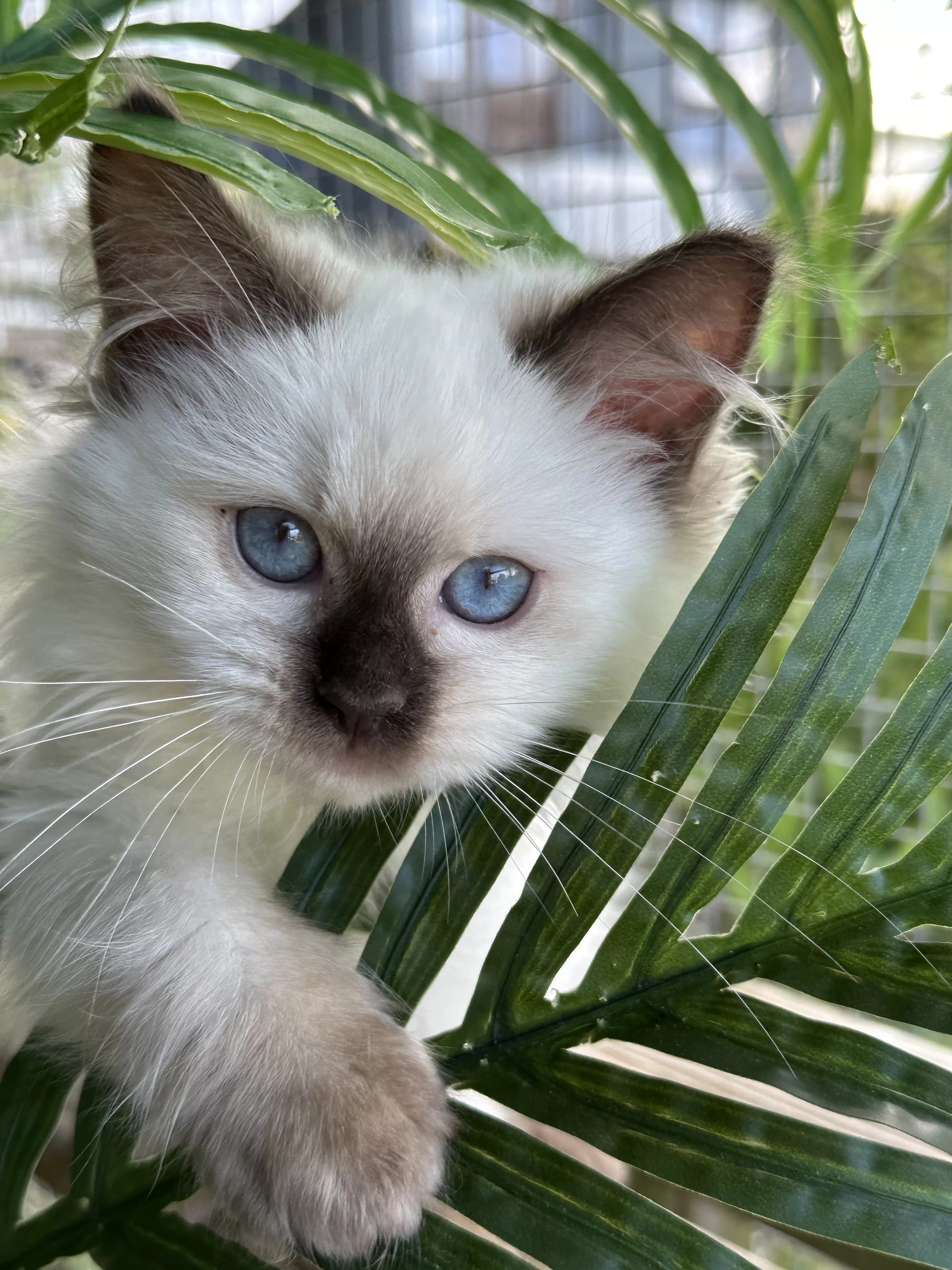 queens gallery image