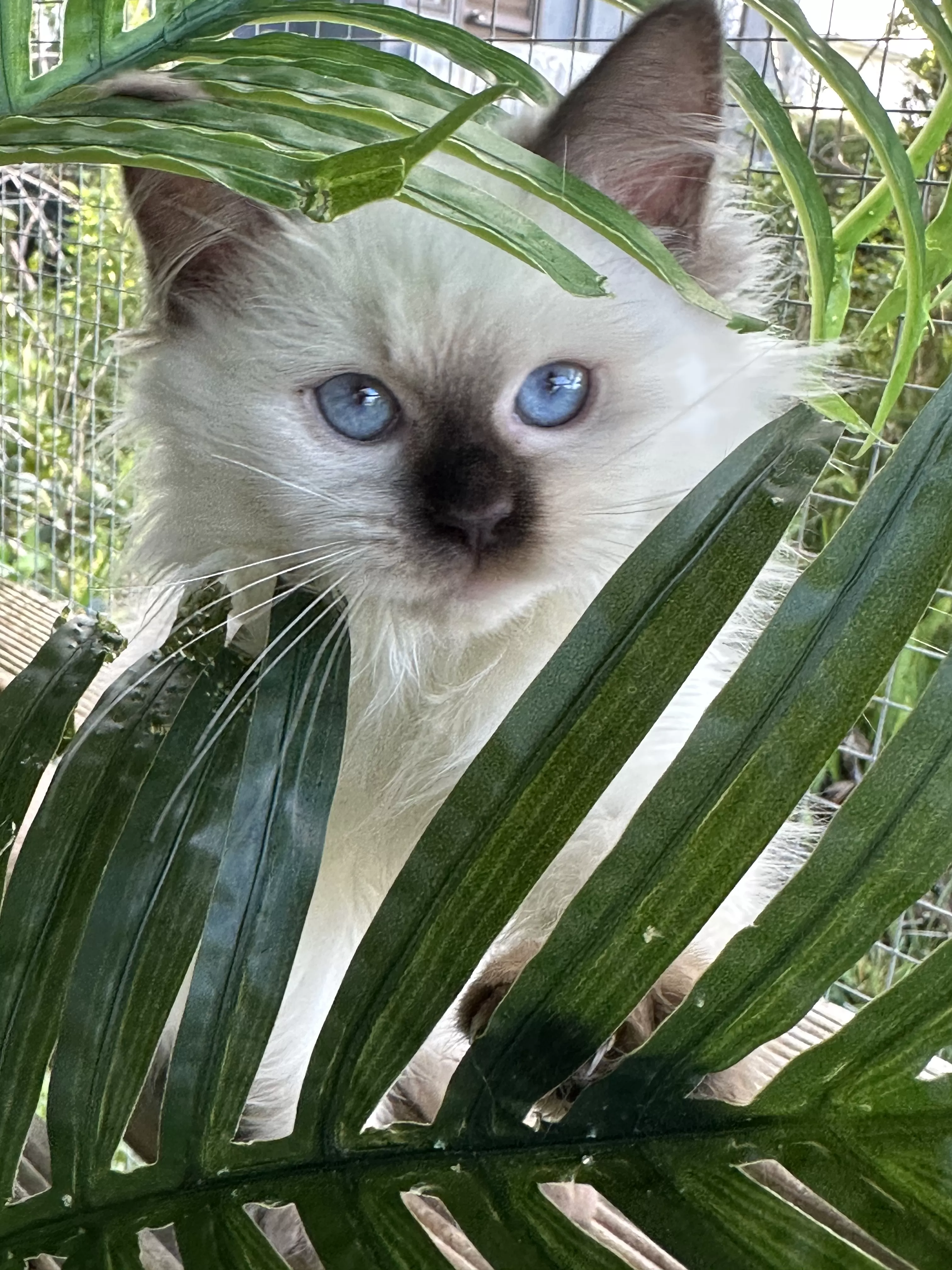 queens gallery image