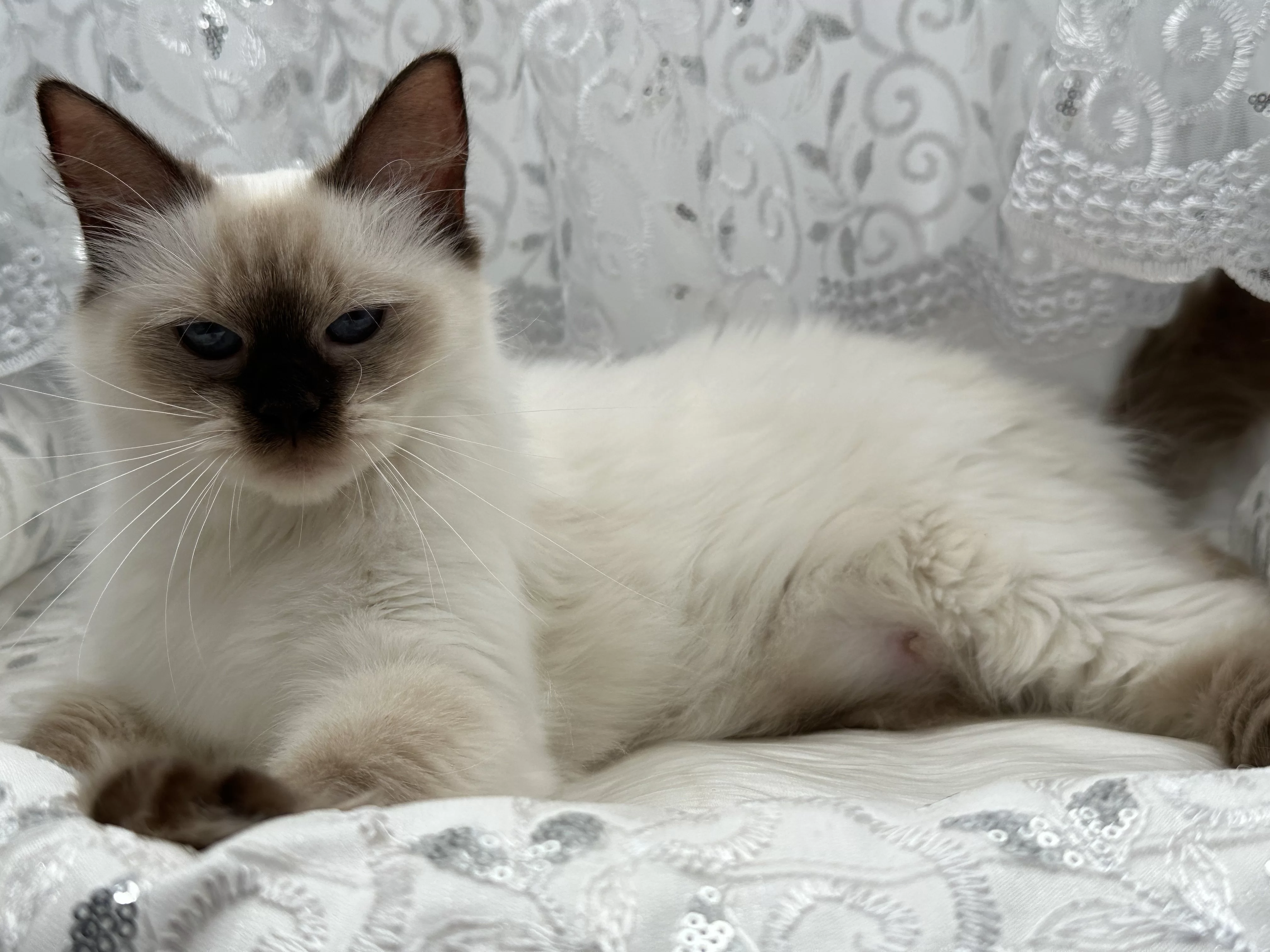 queens gallery image