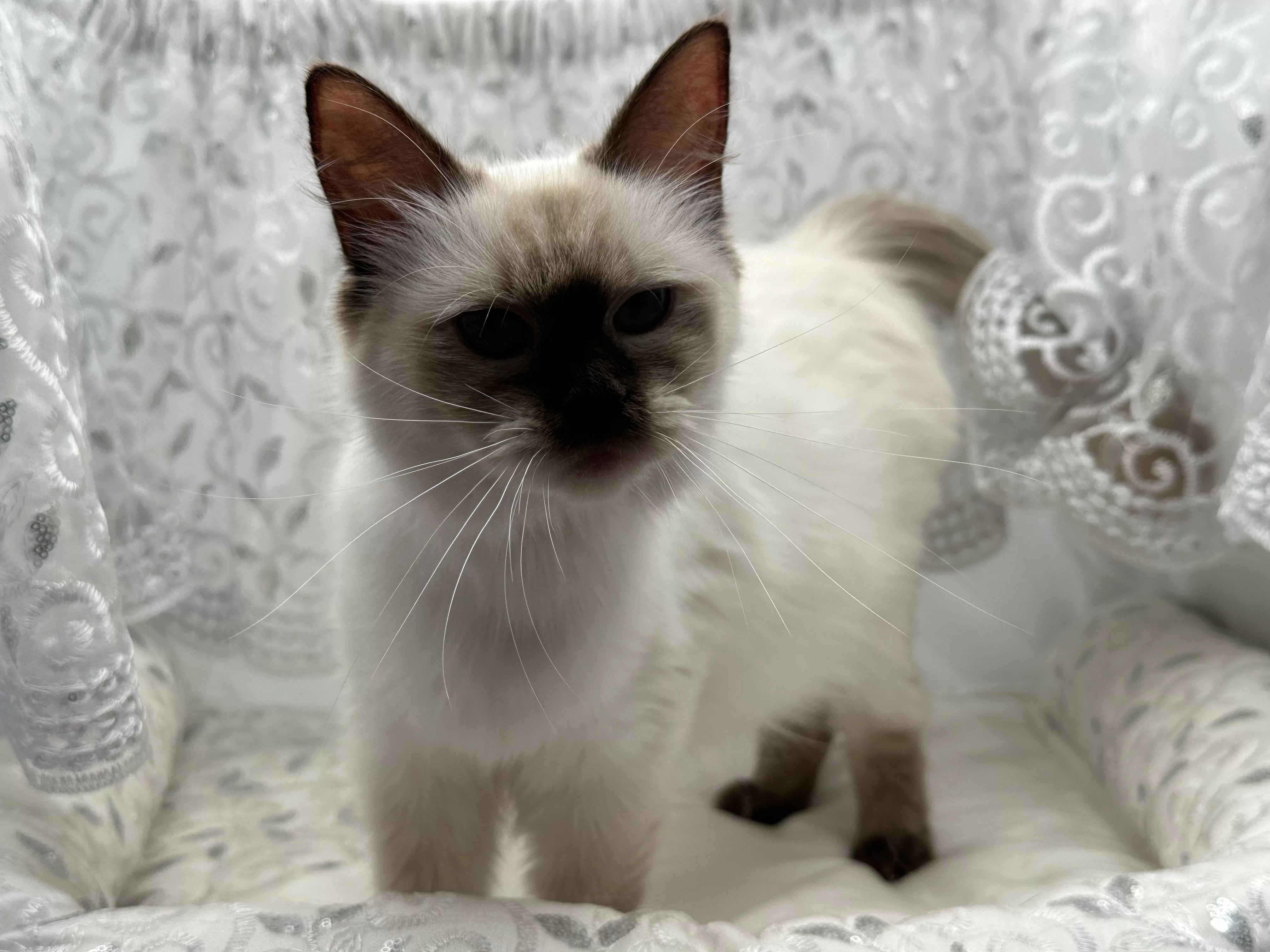 queens gallery image