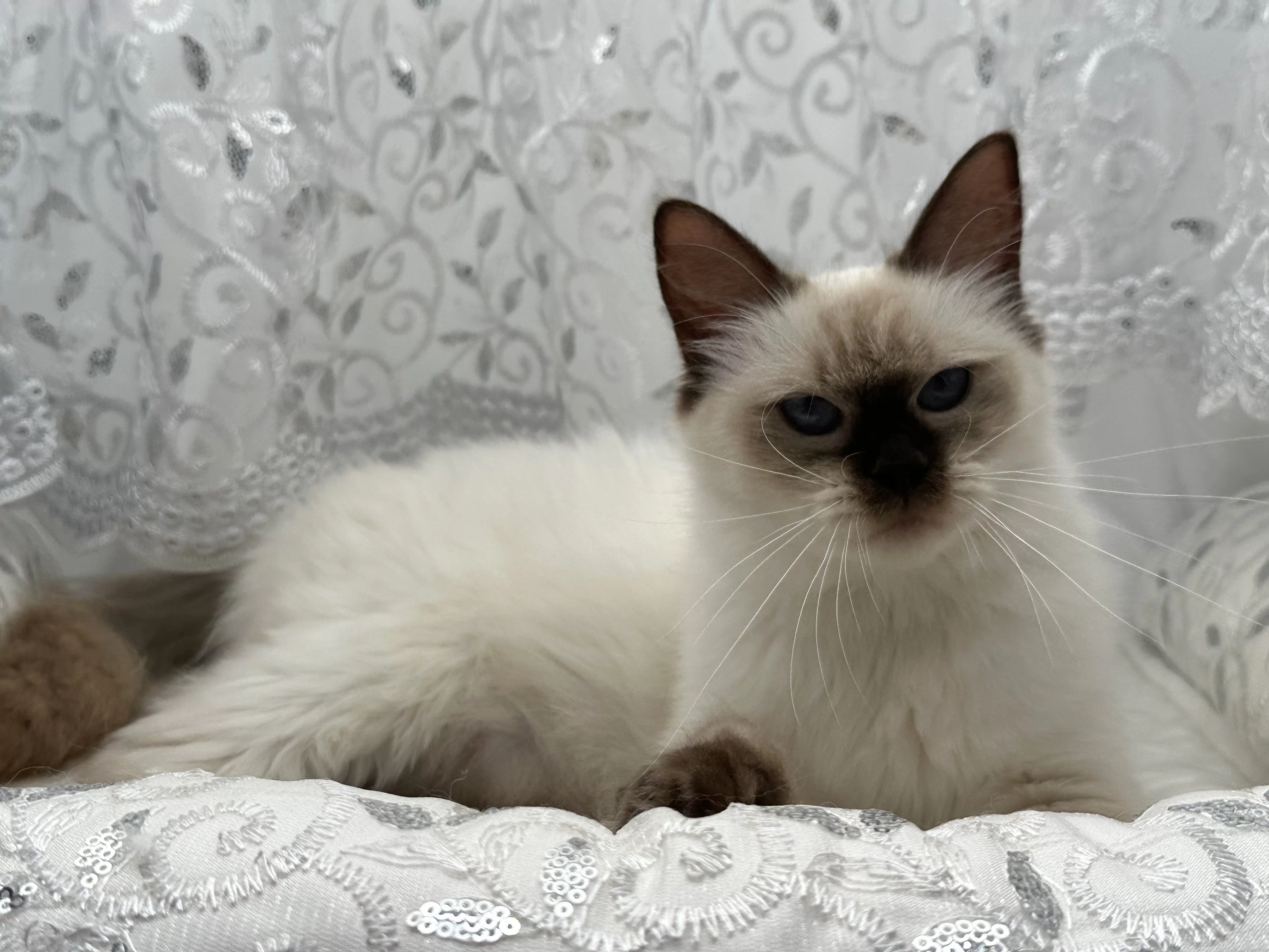 queens gallery image