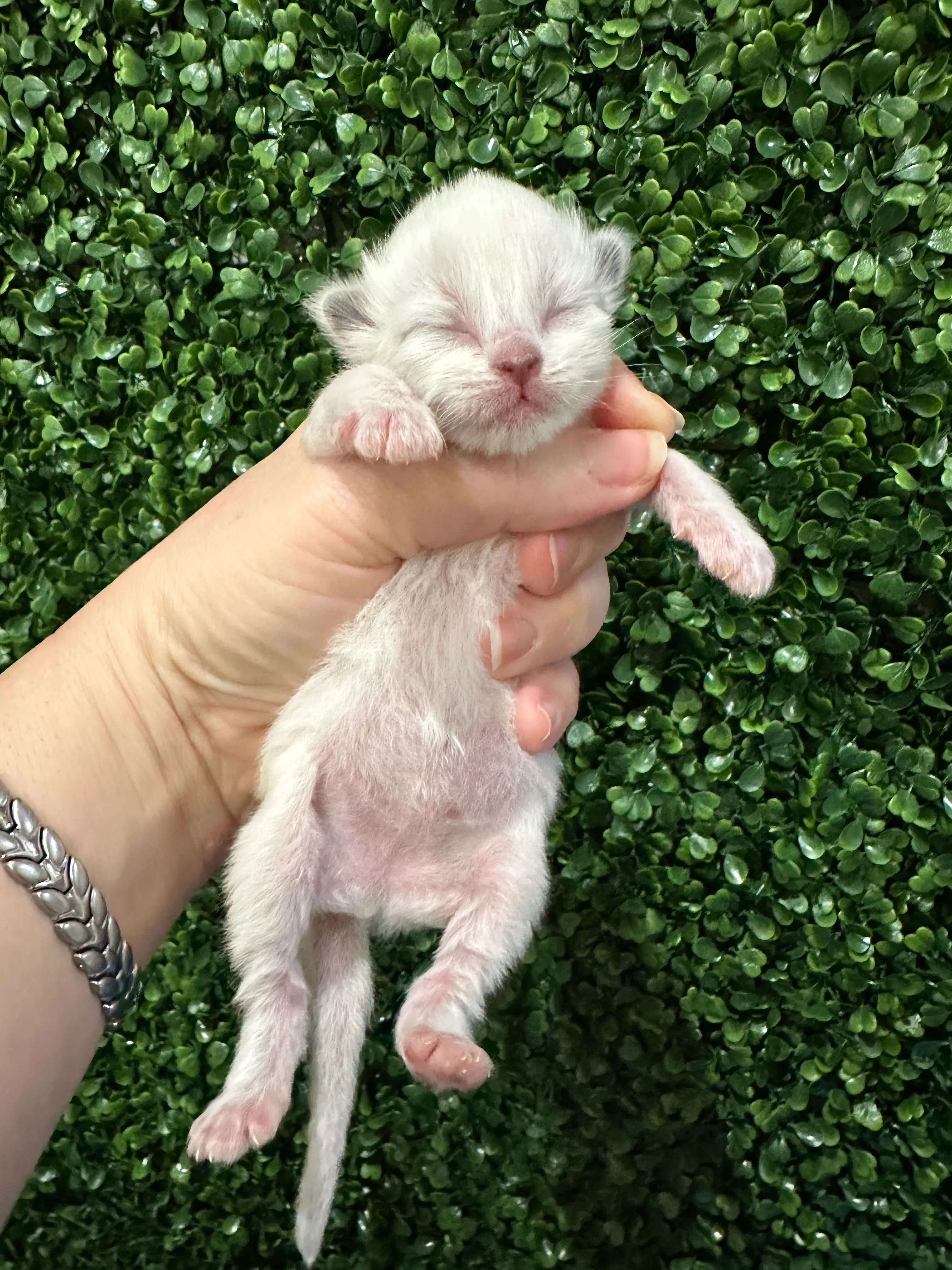 queens gallery image