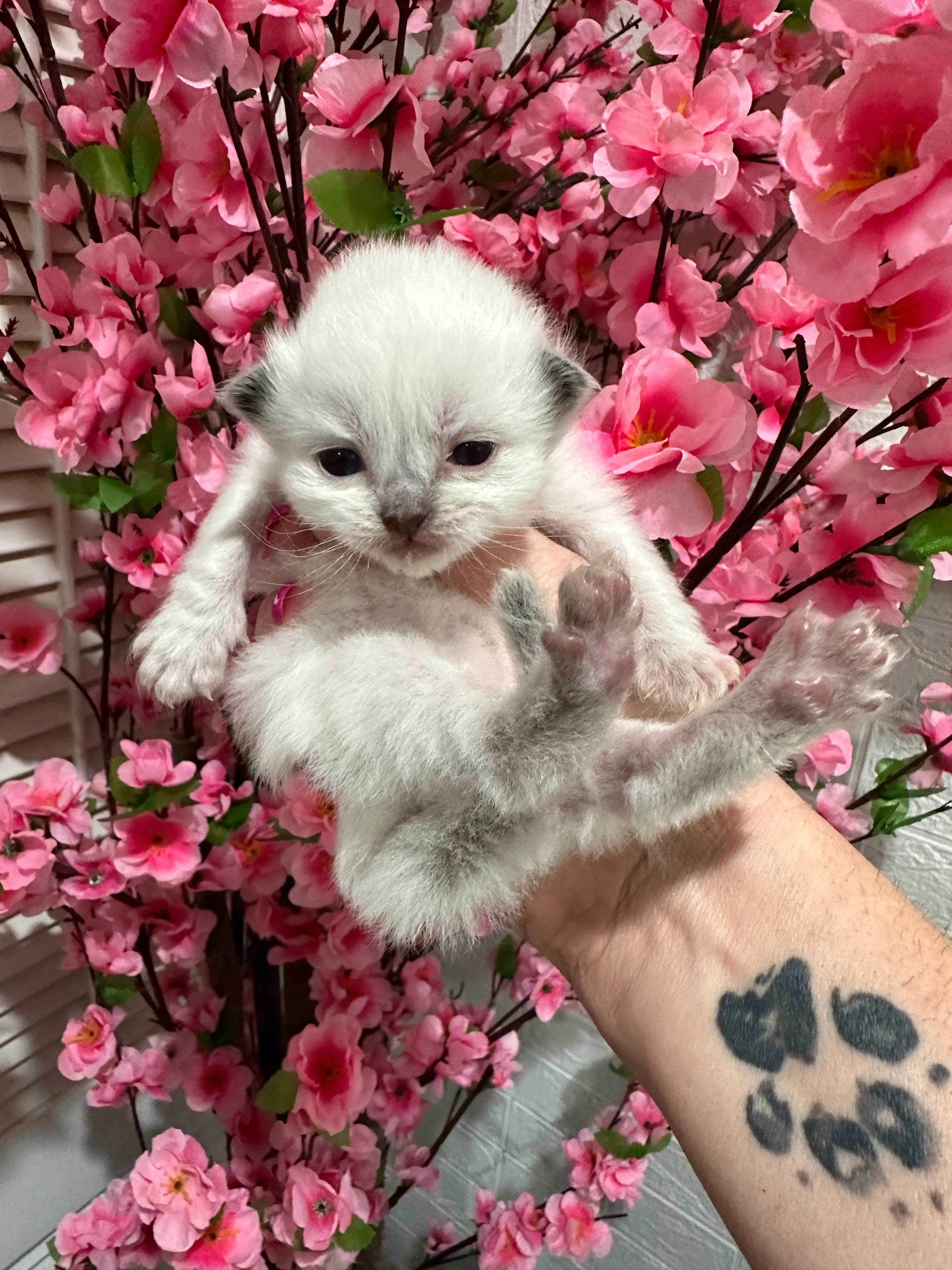 queens gallery image