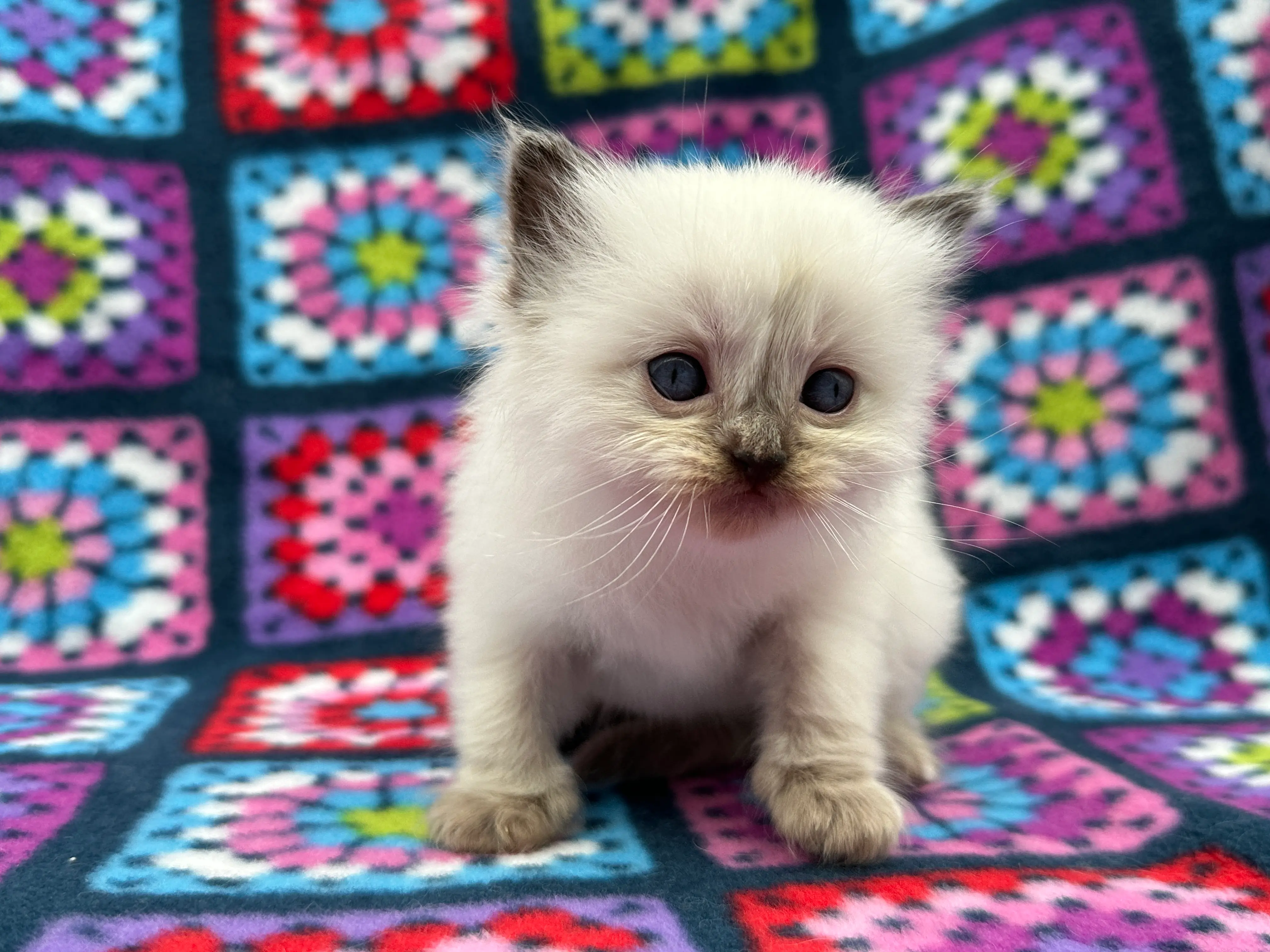 queens gallery image