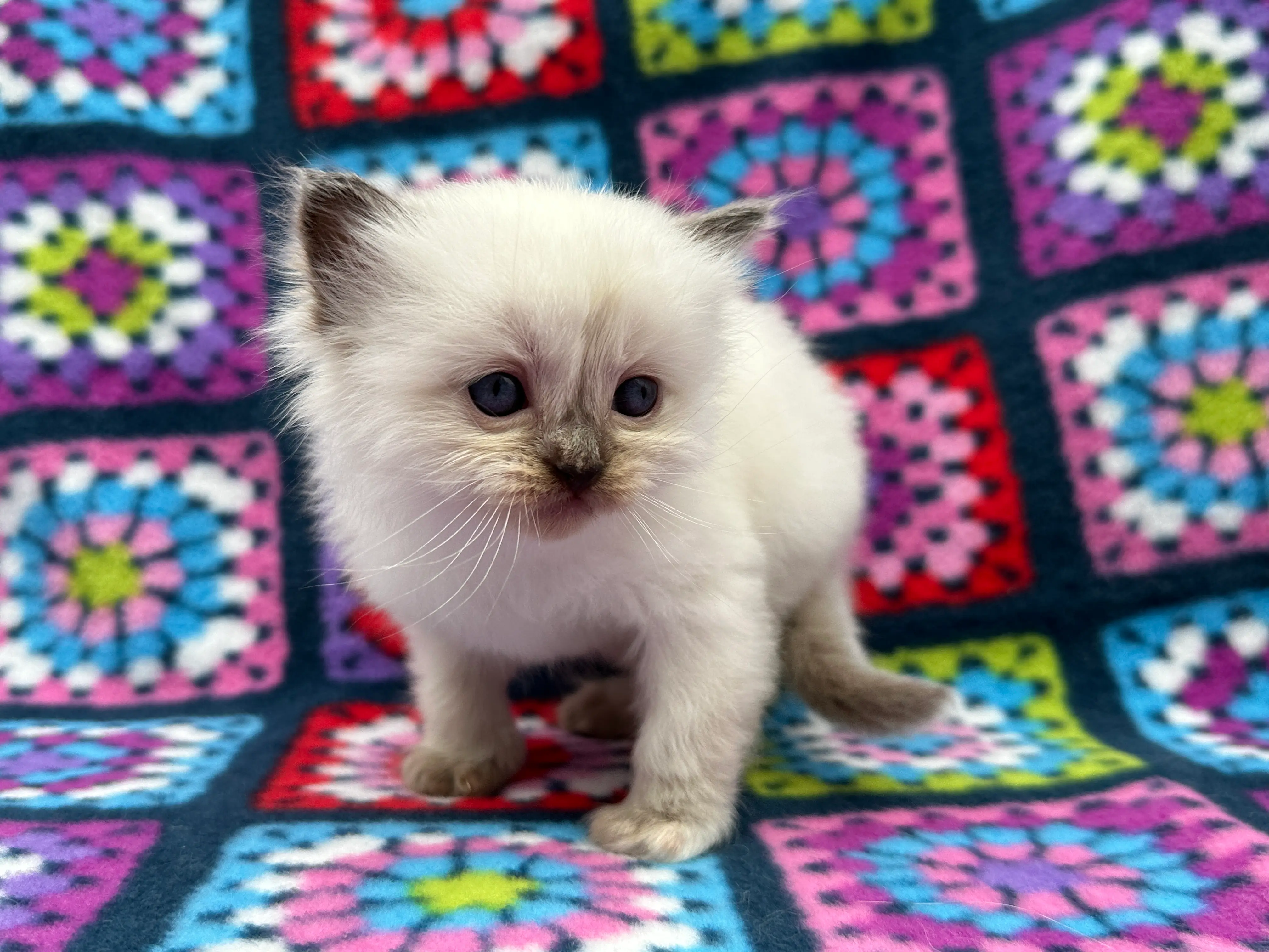 queens gallery image