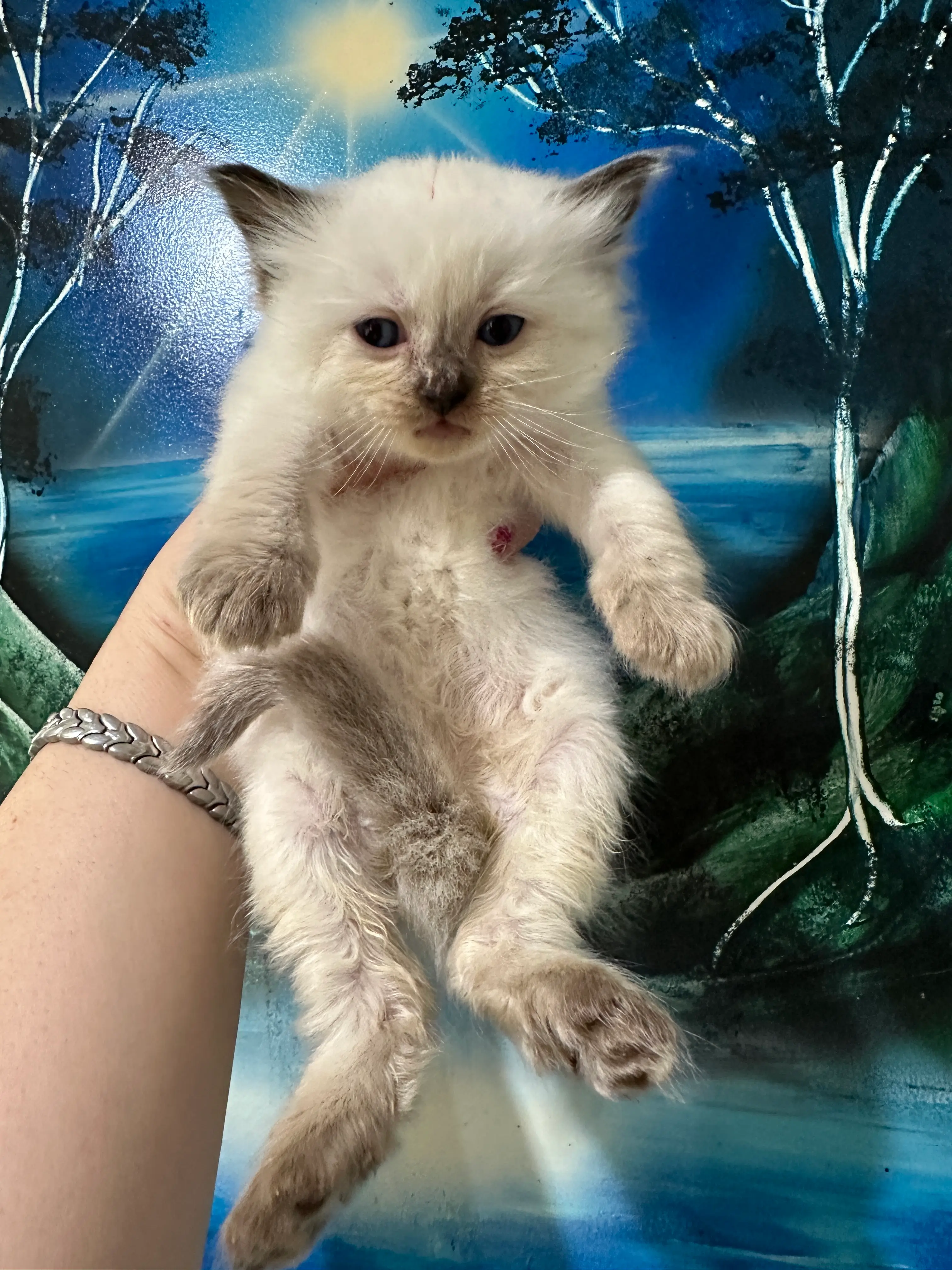 queens gallery image