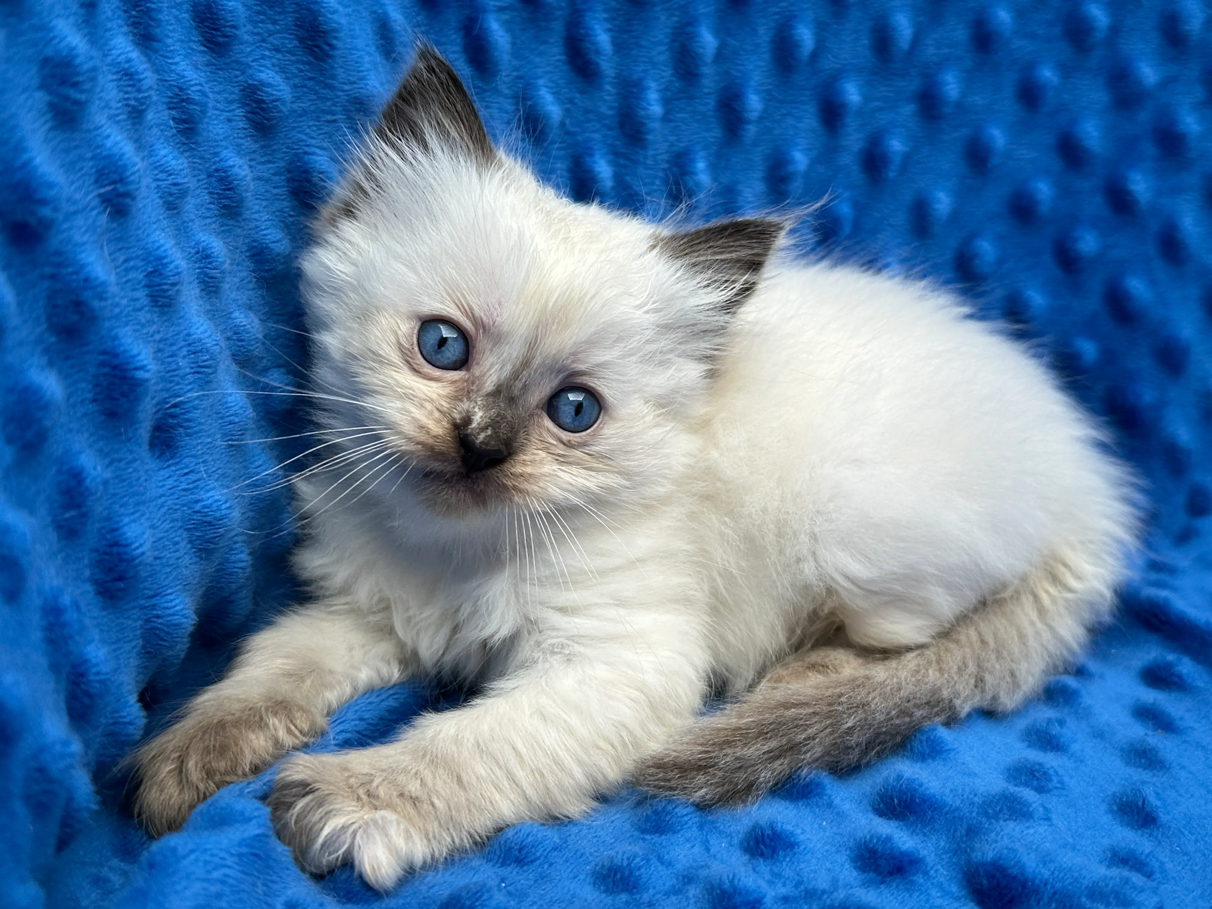 queens gallery image