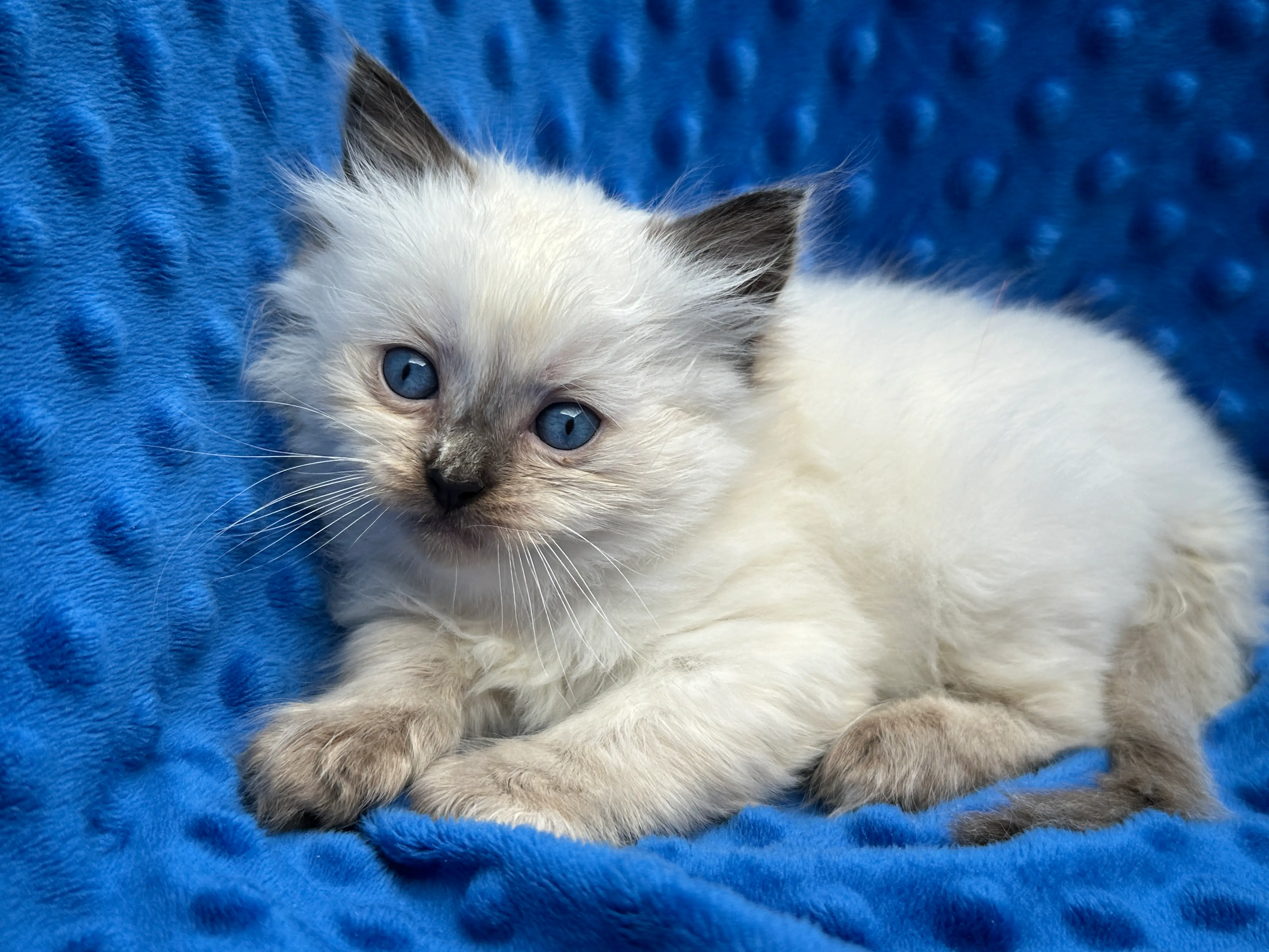 queens gallery image