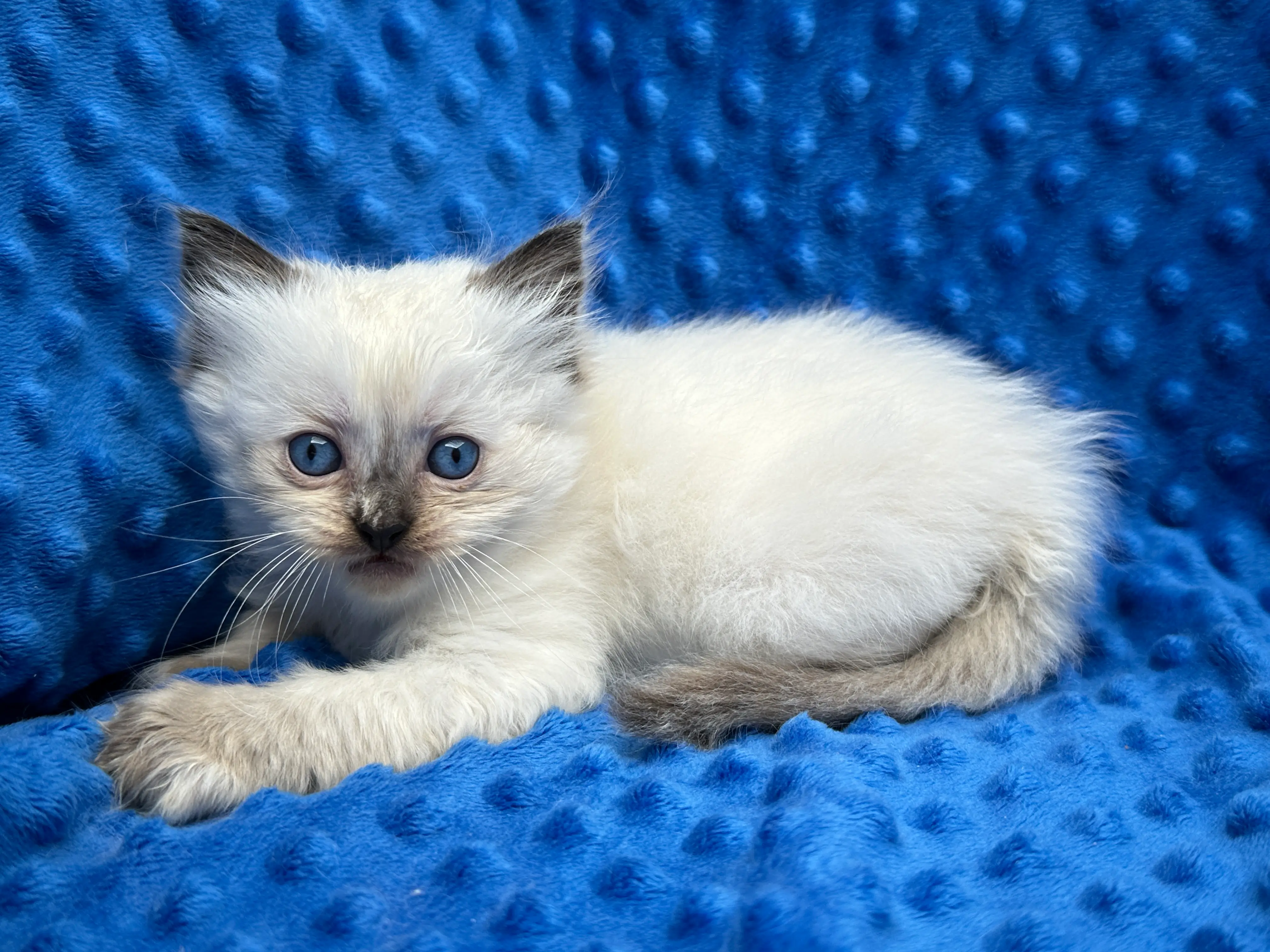 queens gallery image