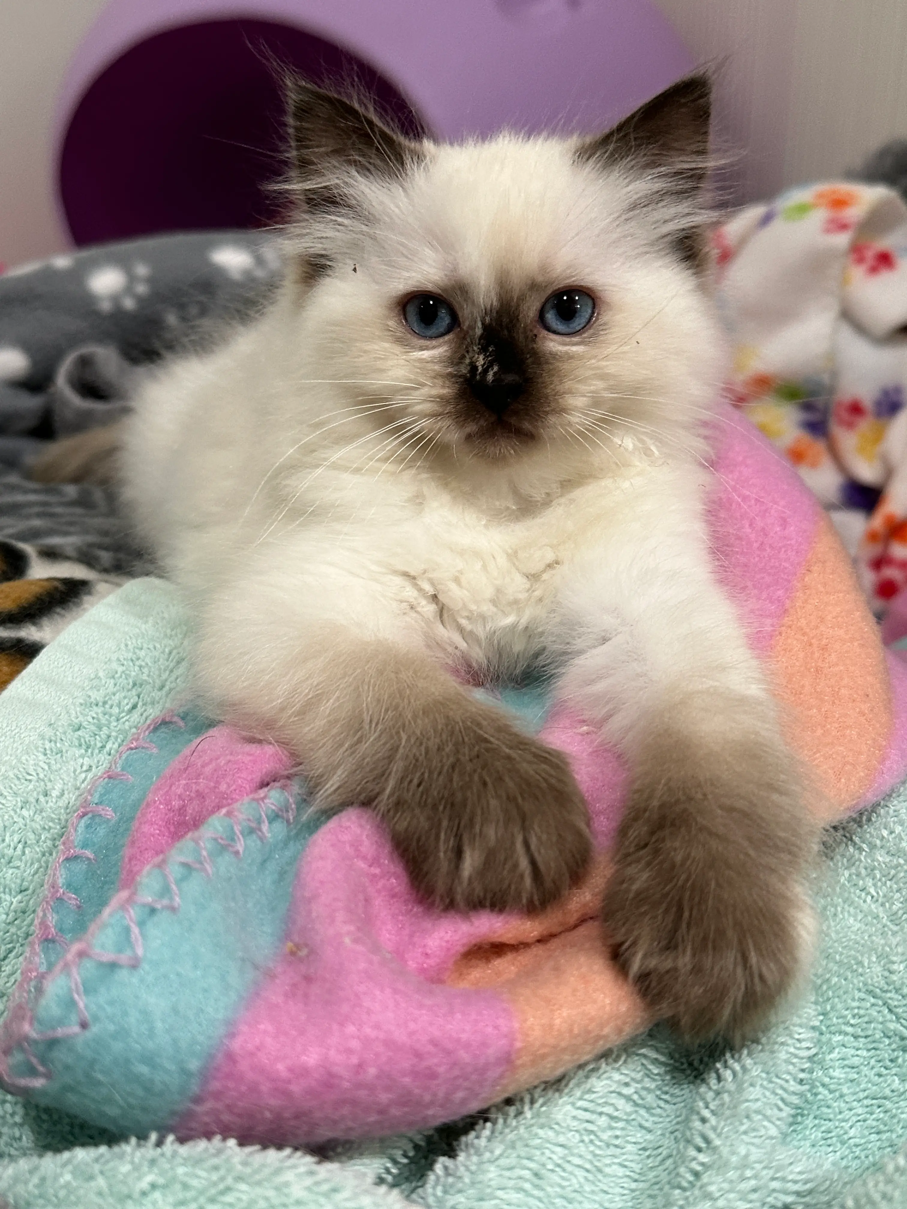 queens gallery image