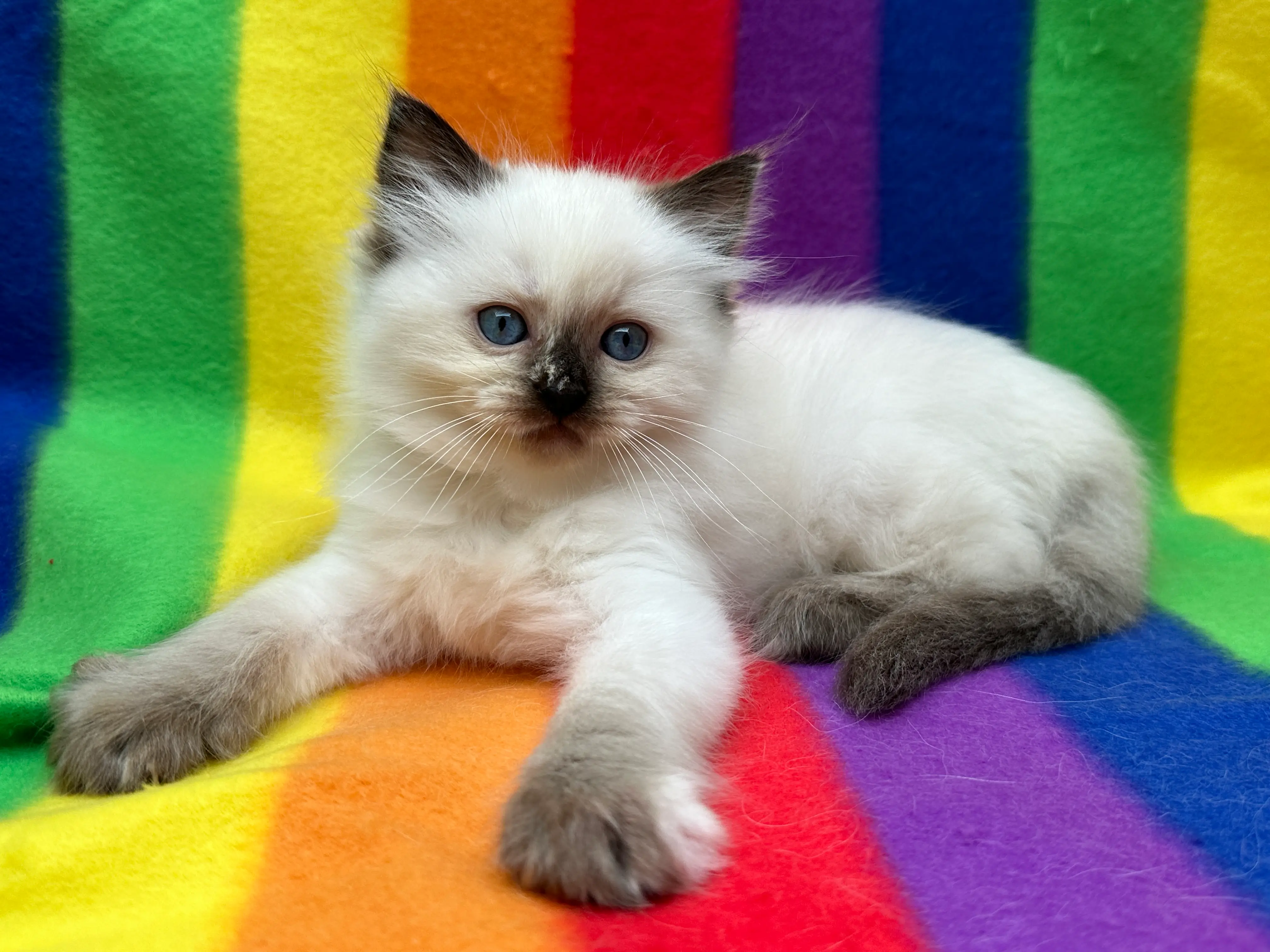 queens gallery image