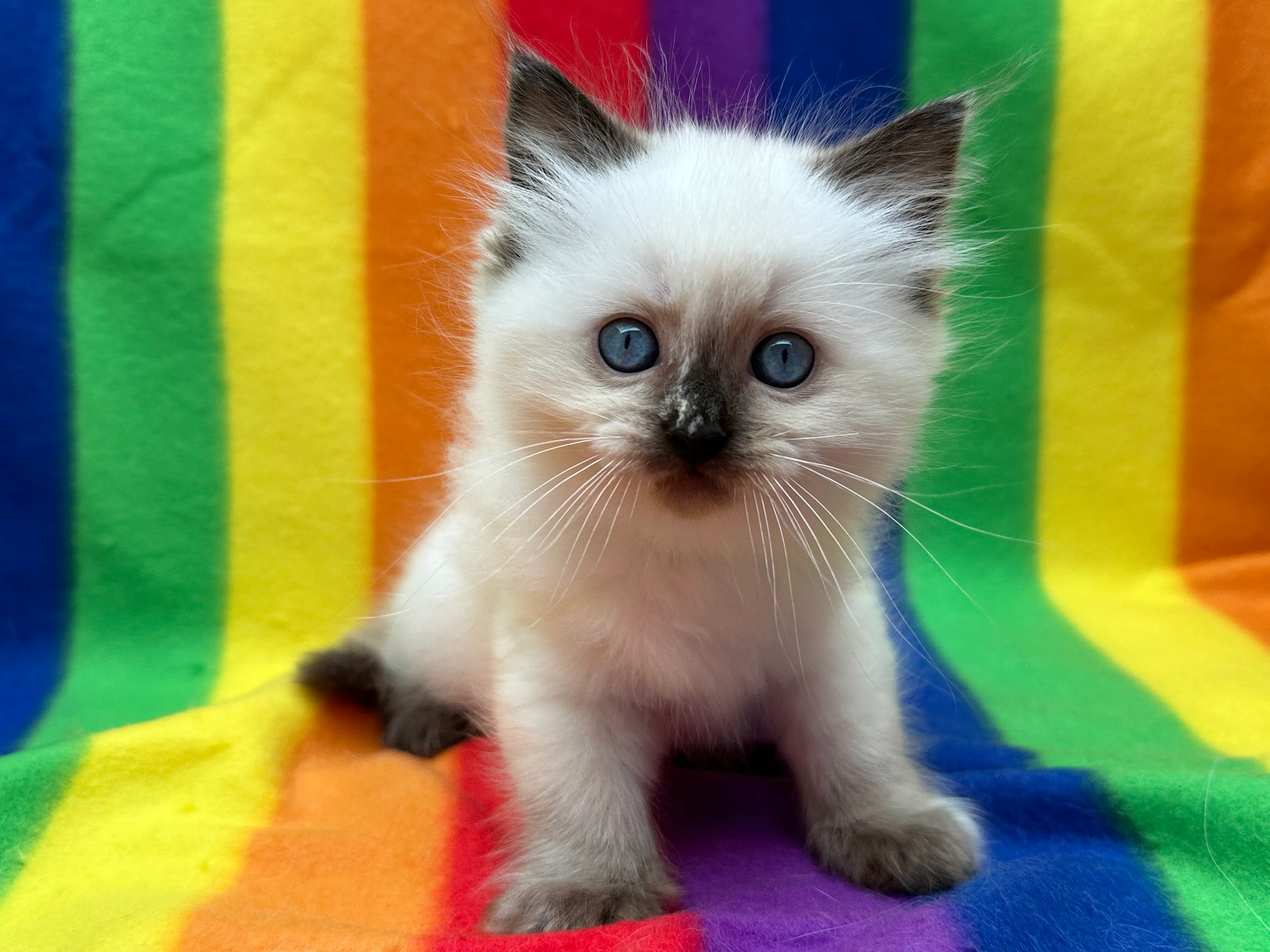 queens gallery image