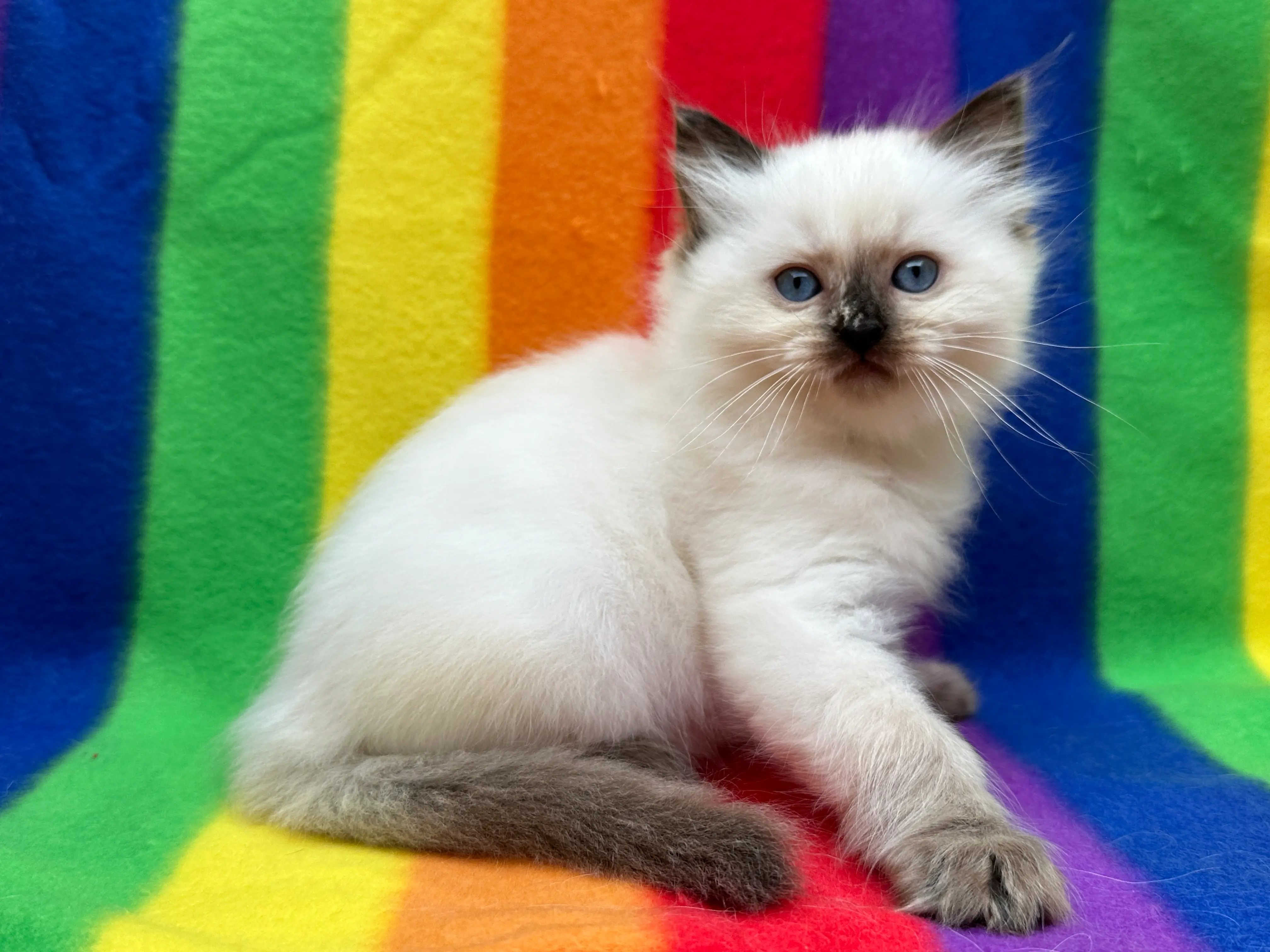 queens gallery image