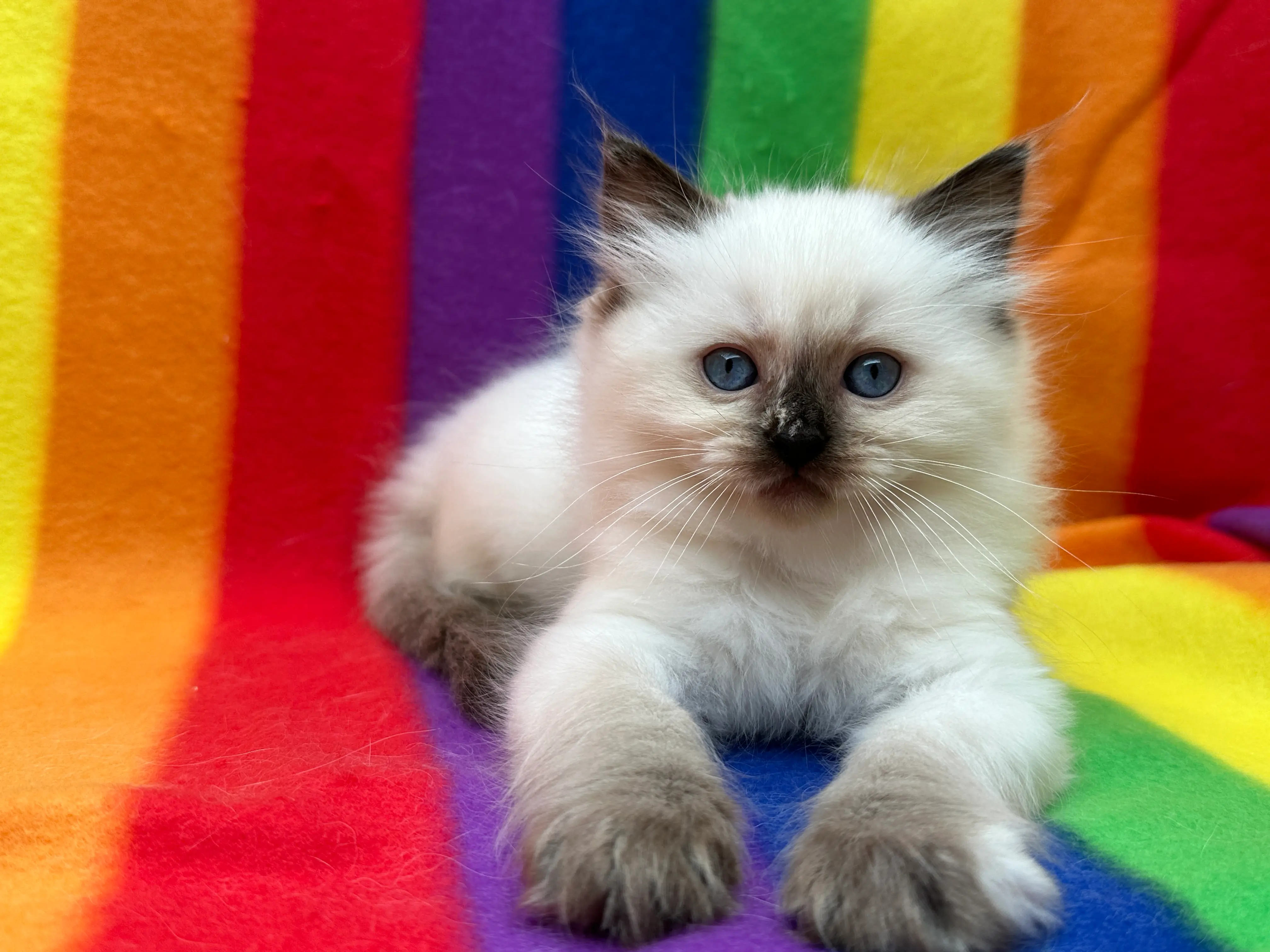 queens gallery image