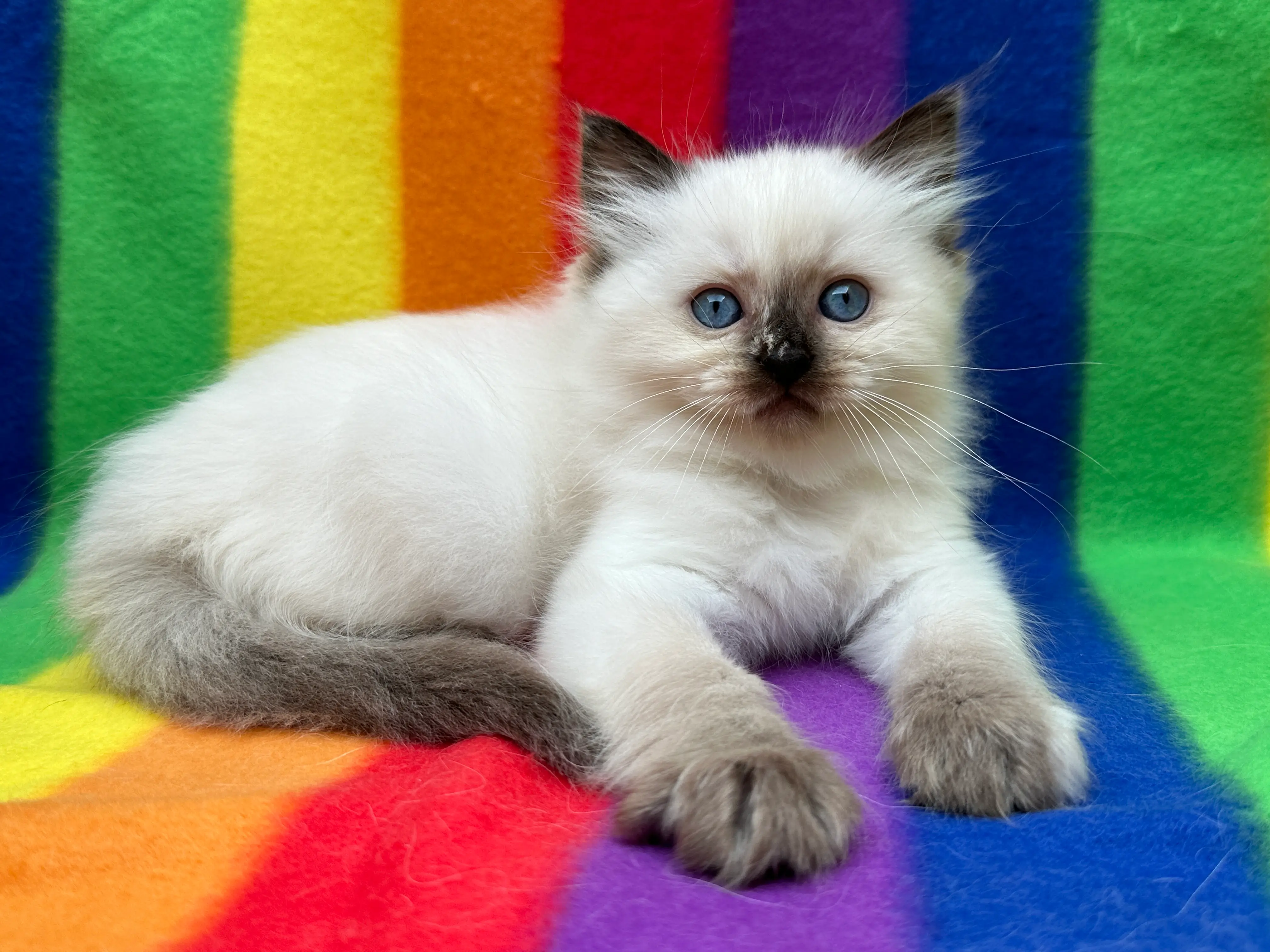 queens gallery image