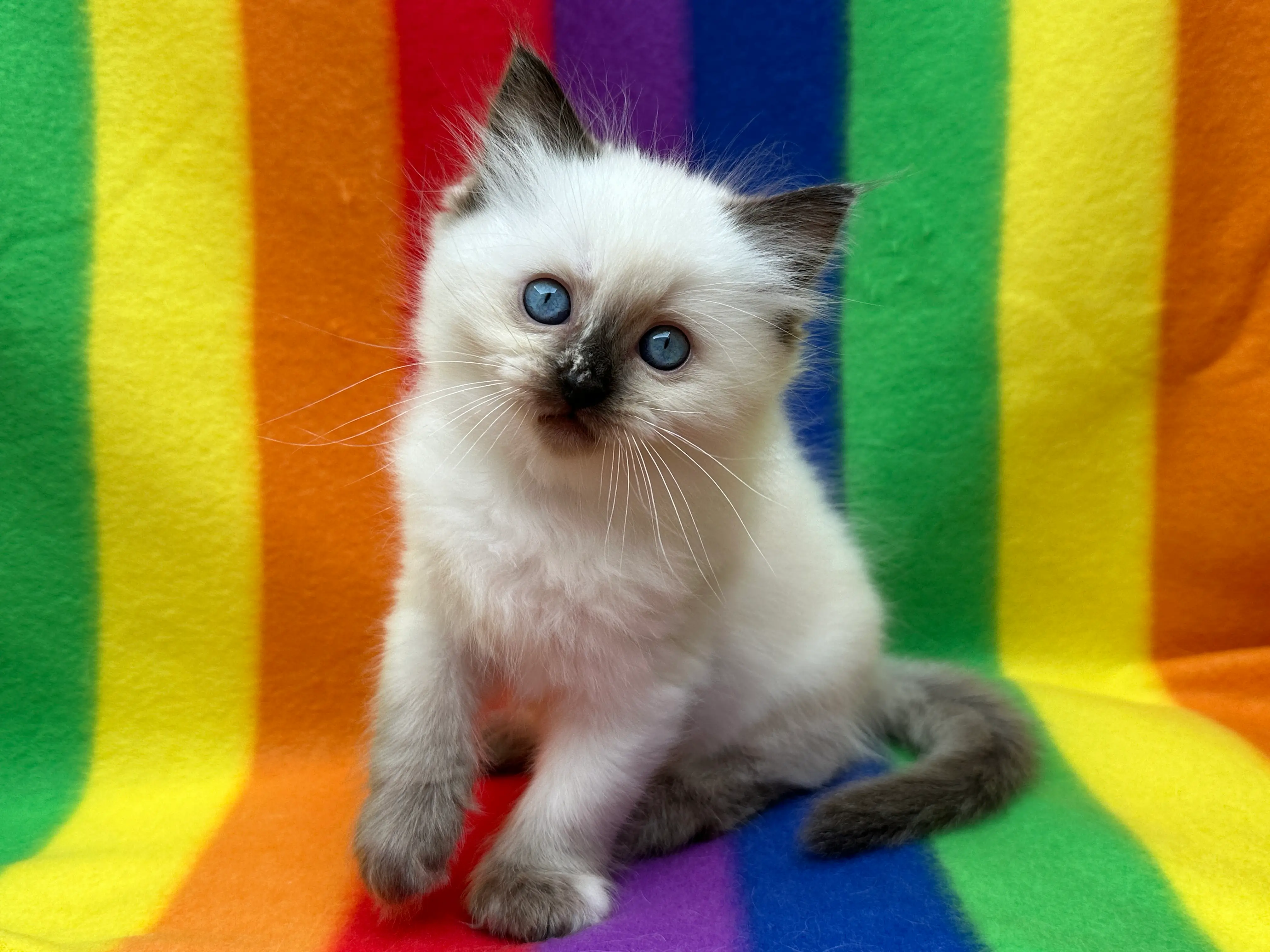 queens gallery image