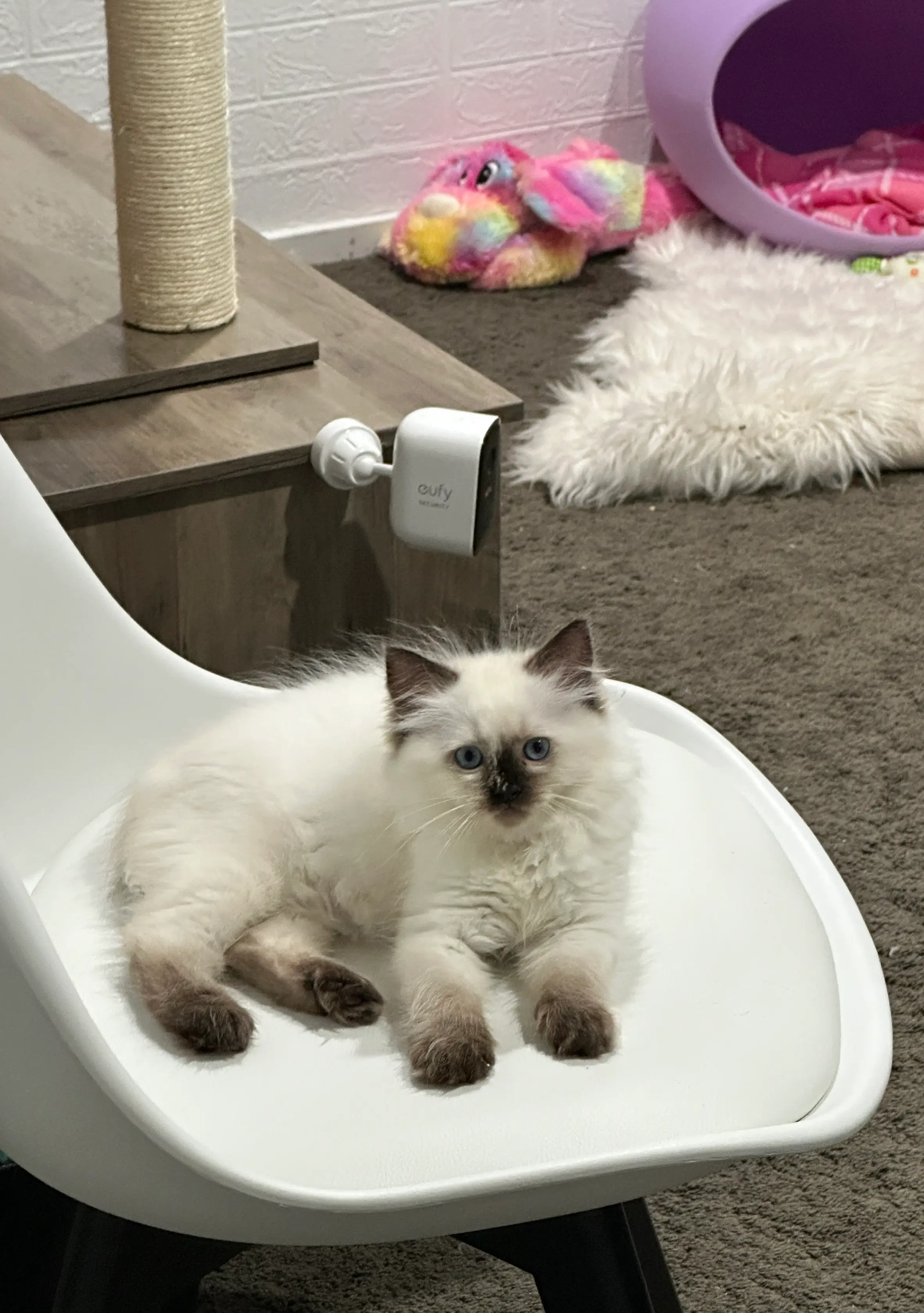 queens gallery image