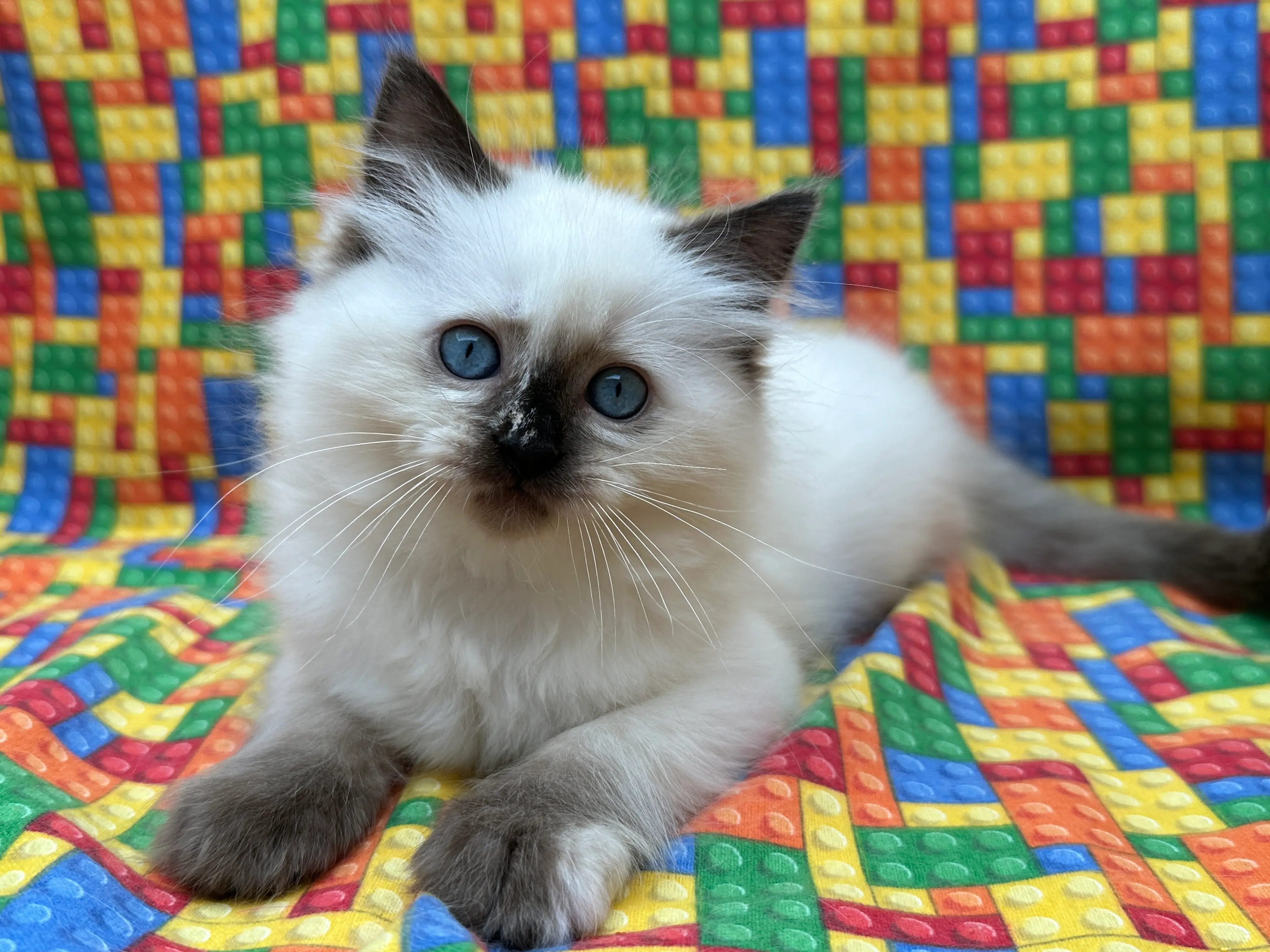 queens gallery image