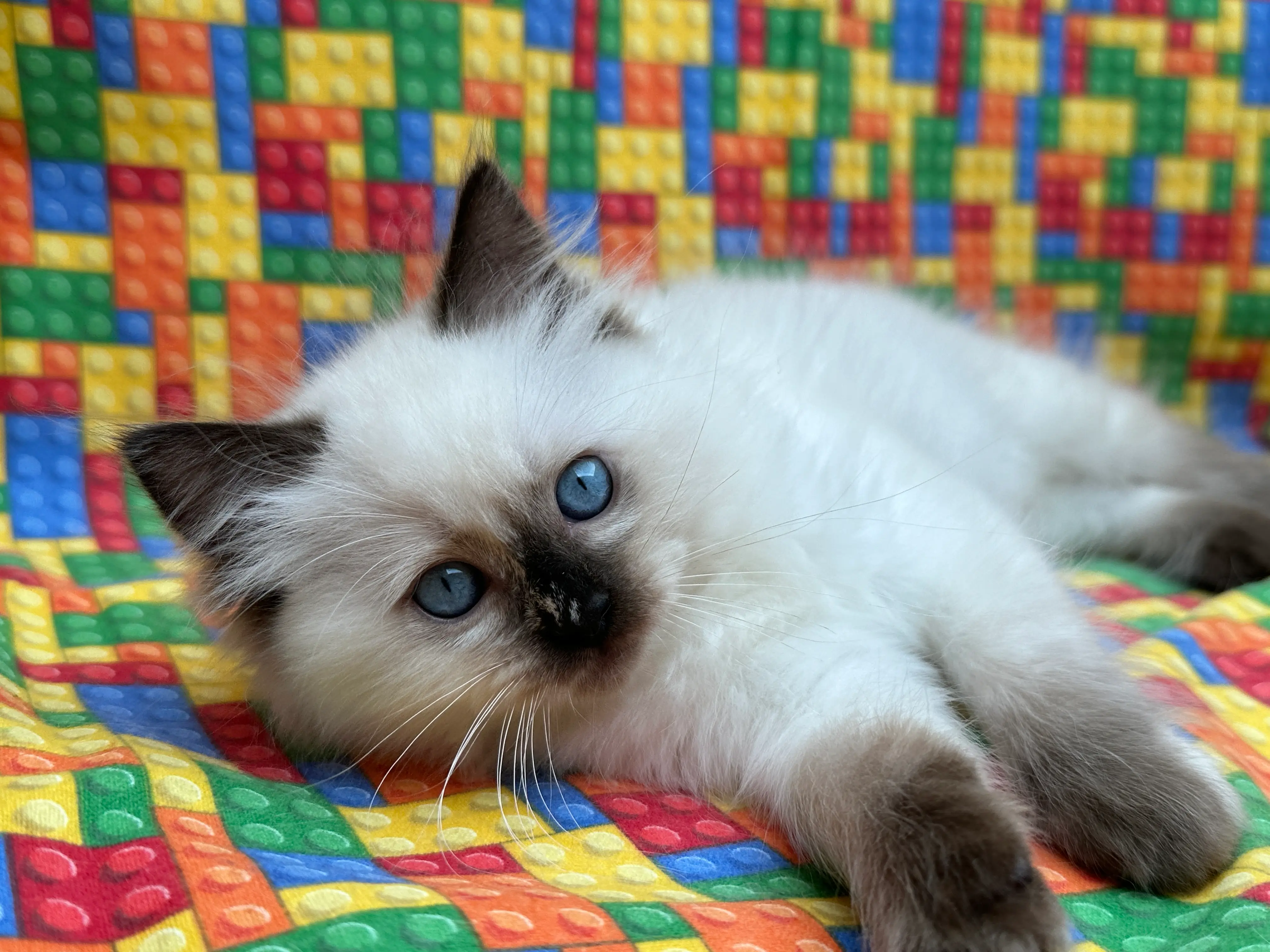 queens gallery image