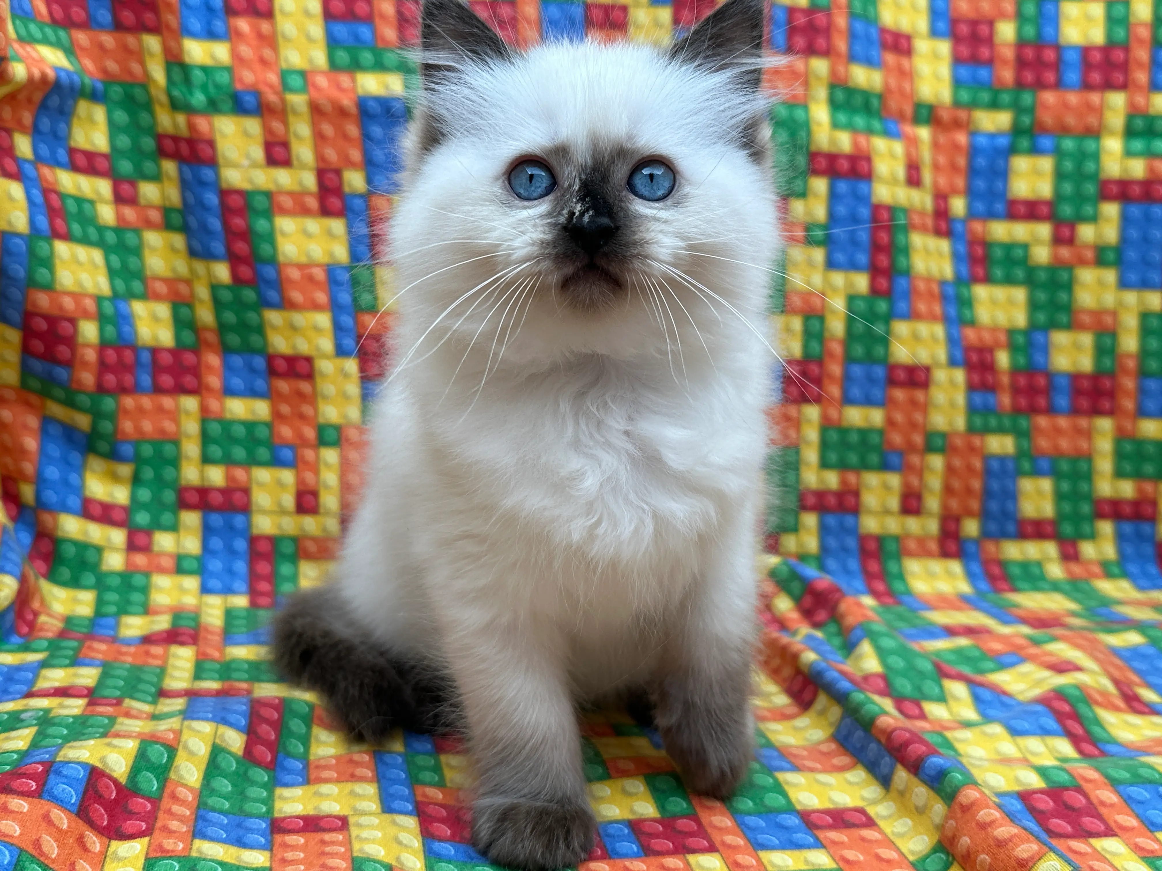 queens gallery image