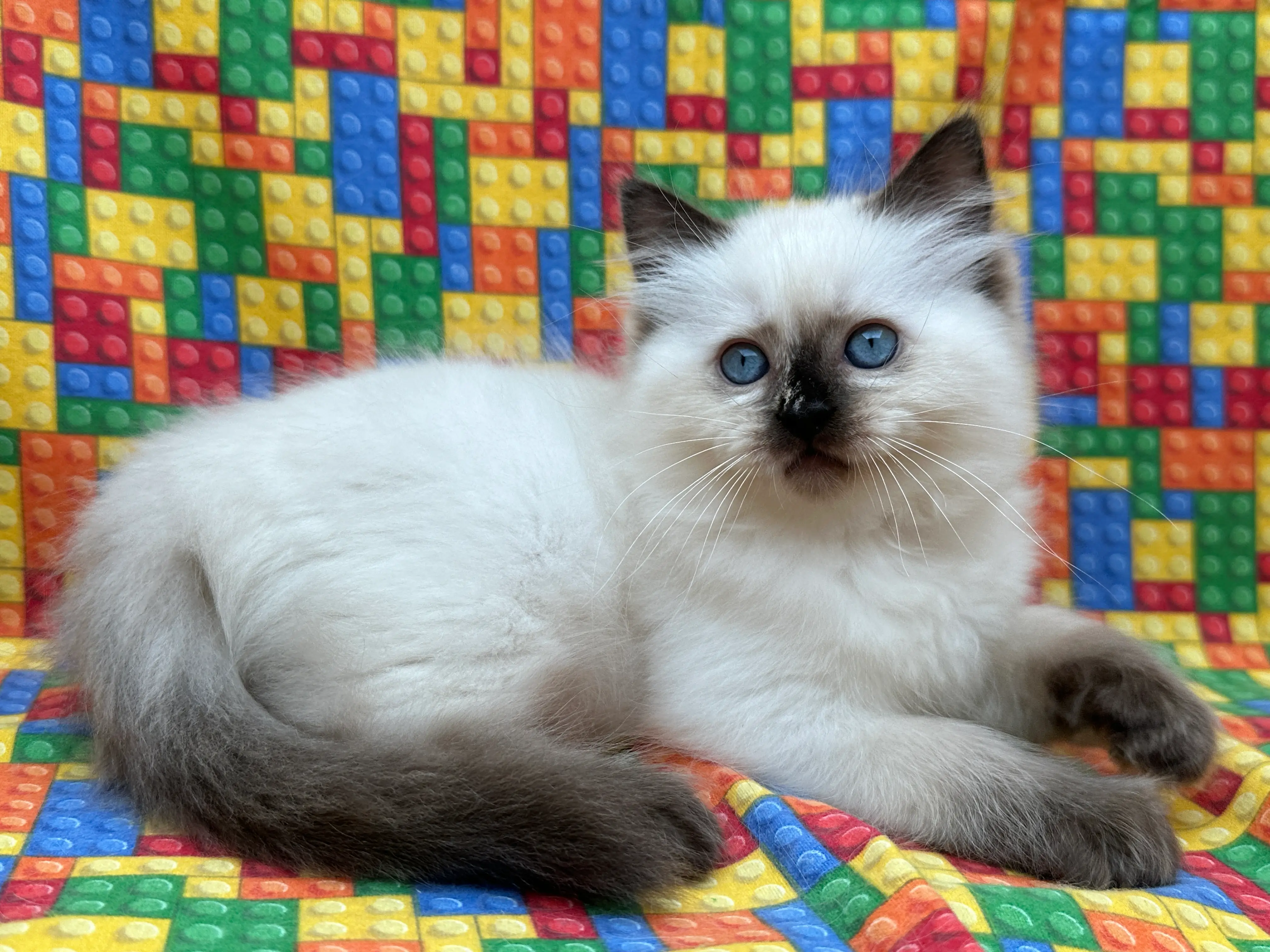 queens gallery image