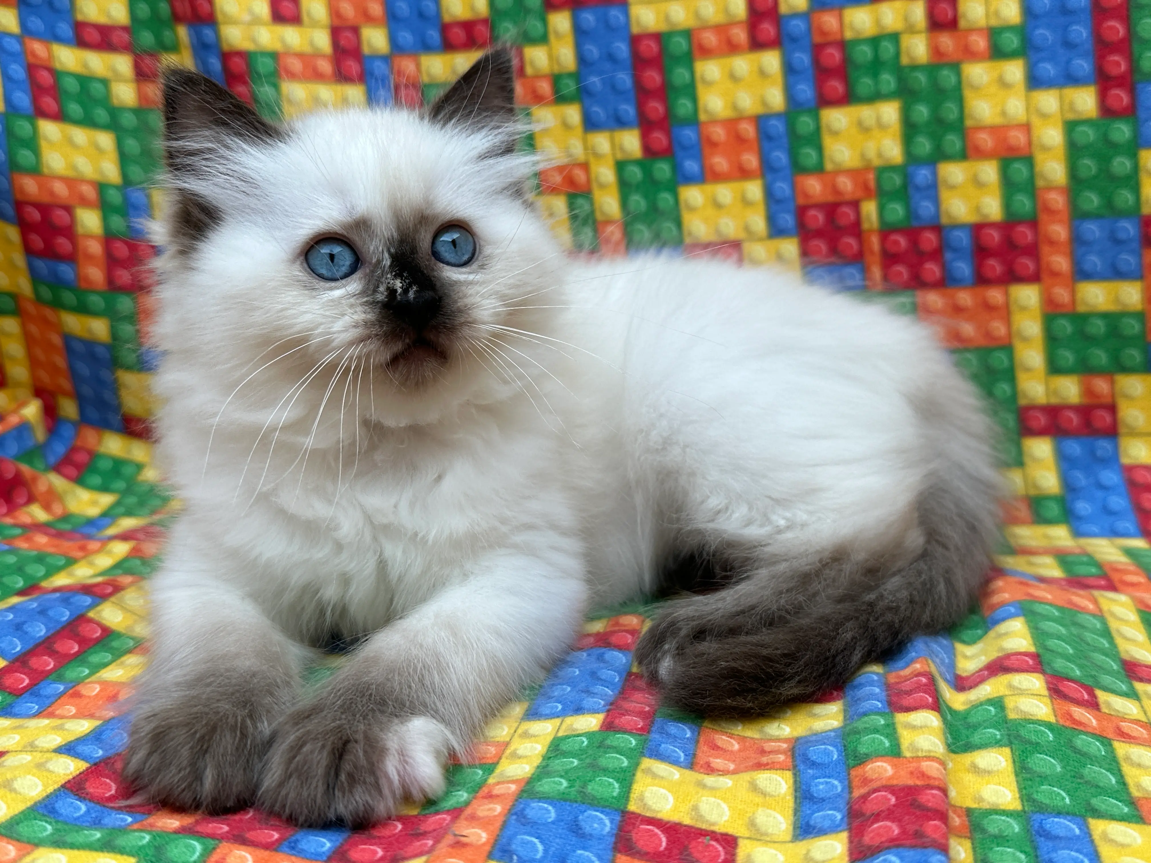 queens gallery image