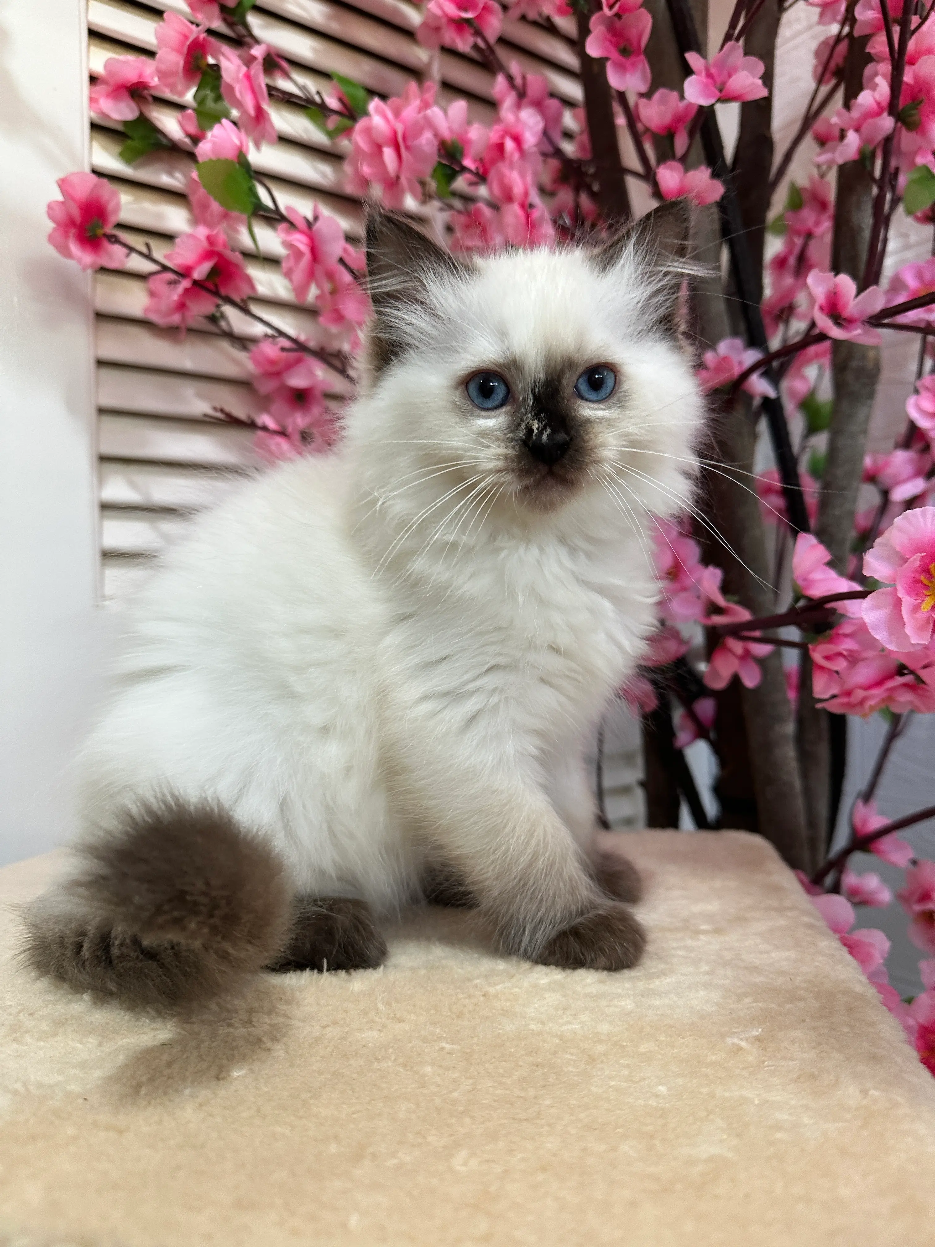 queens gallery image