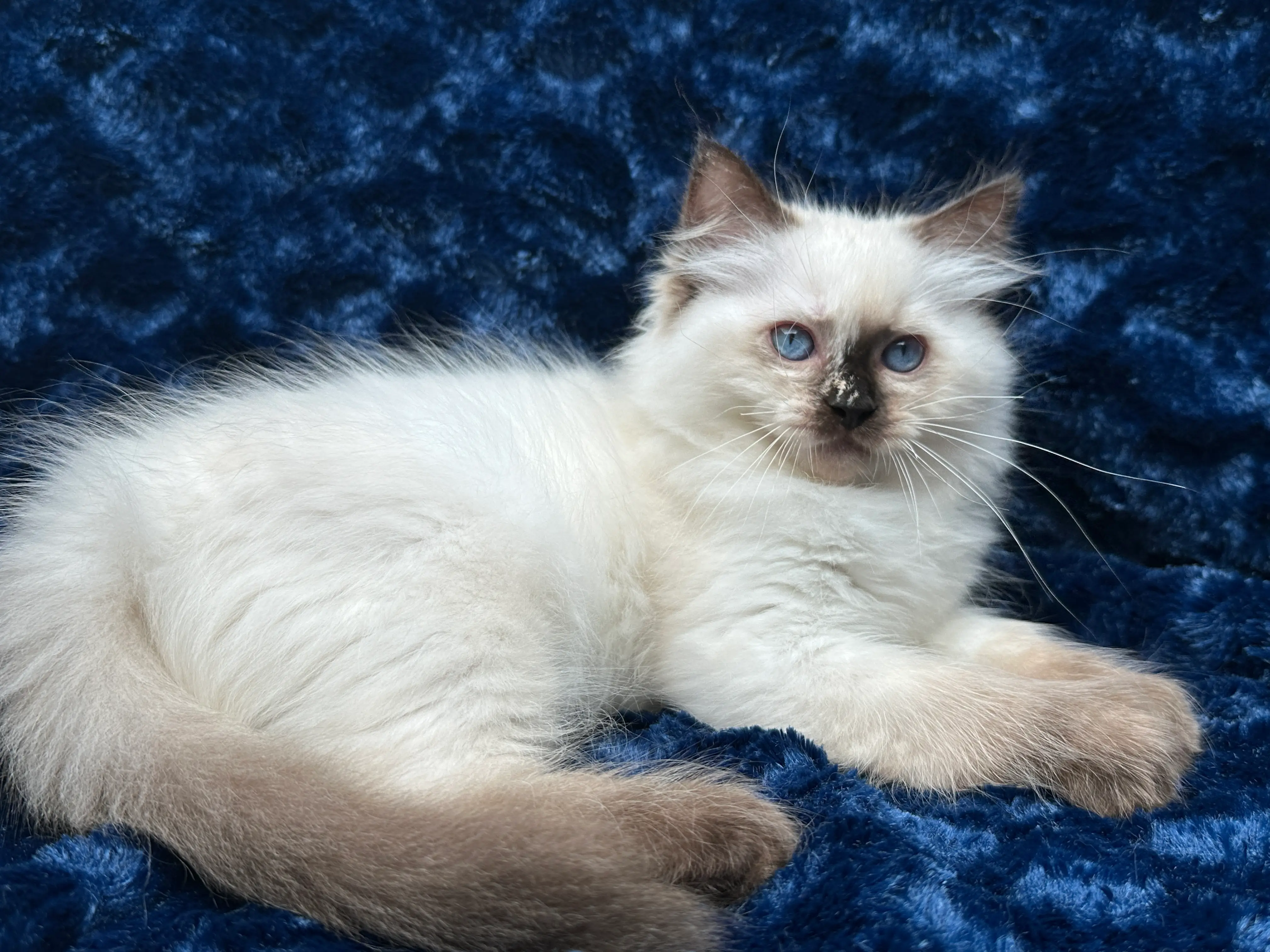 queens gallery image