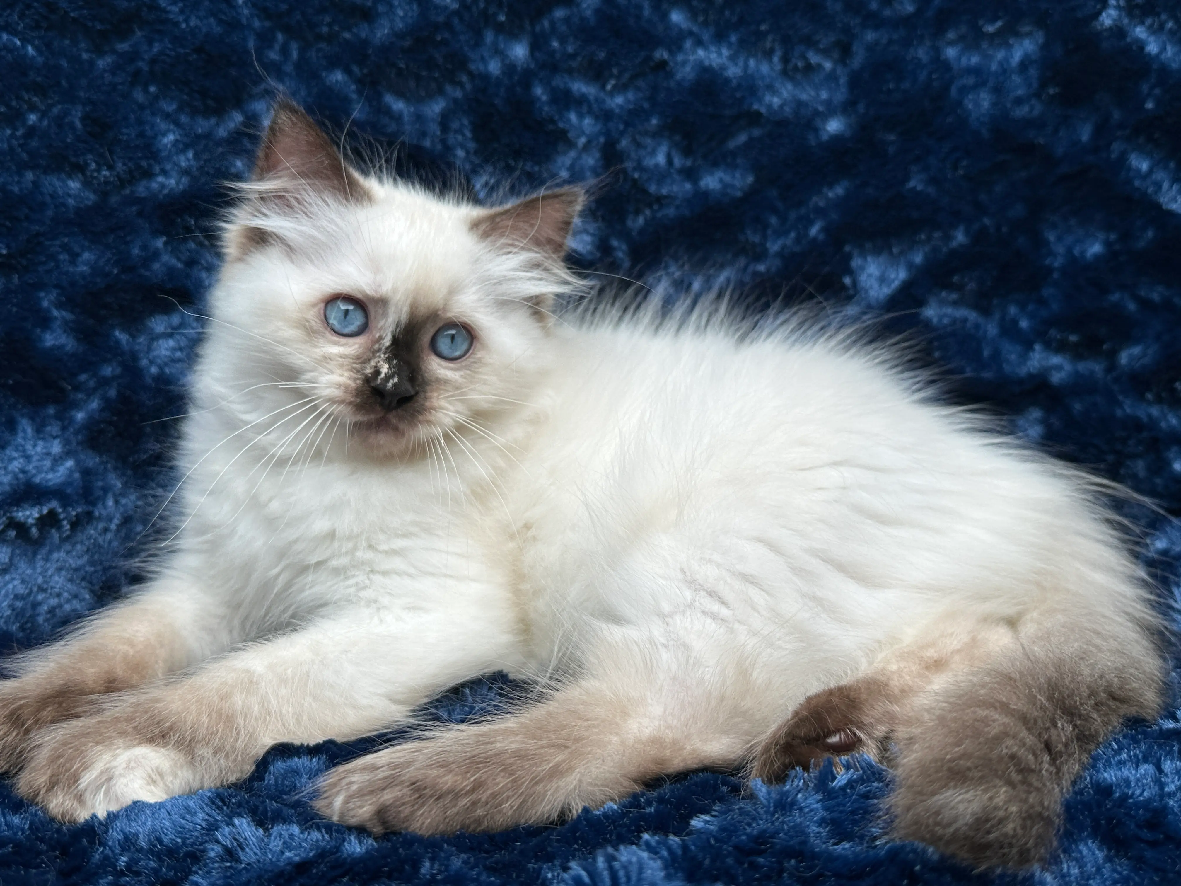 queens gallery image