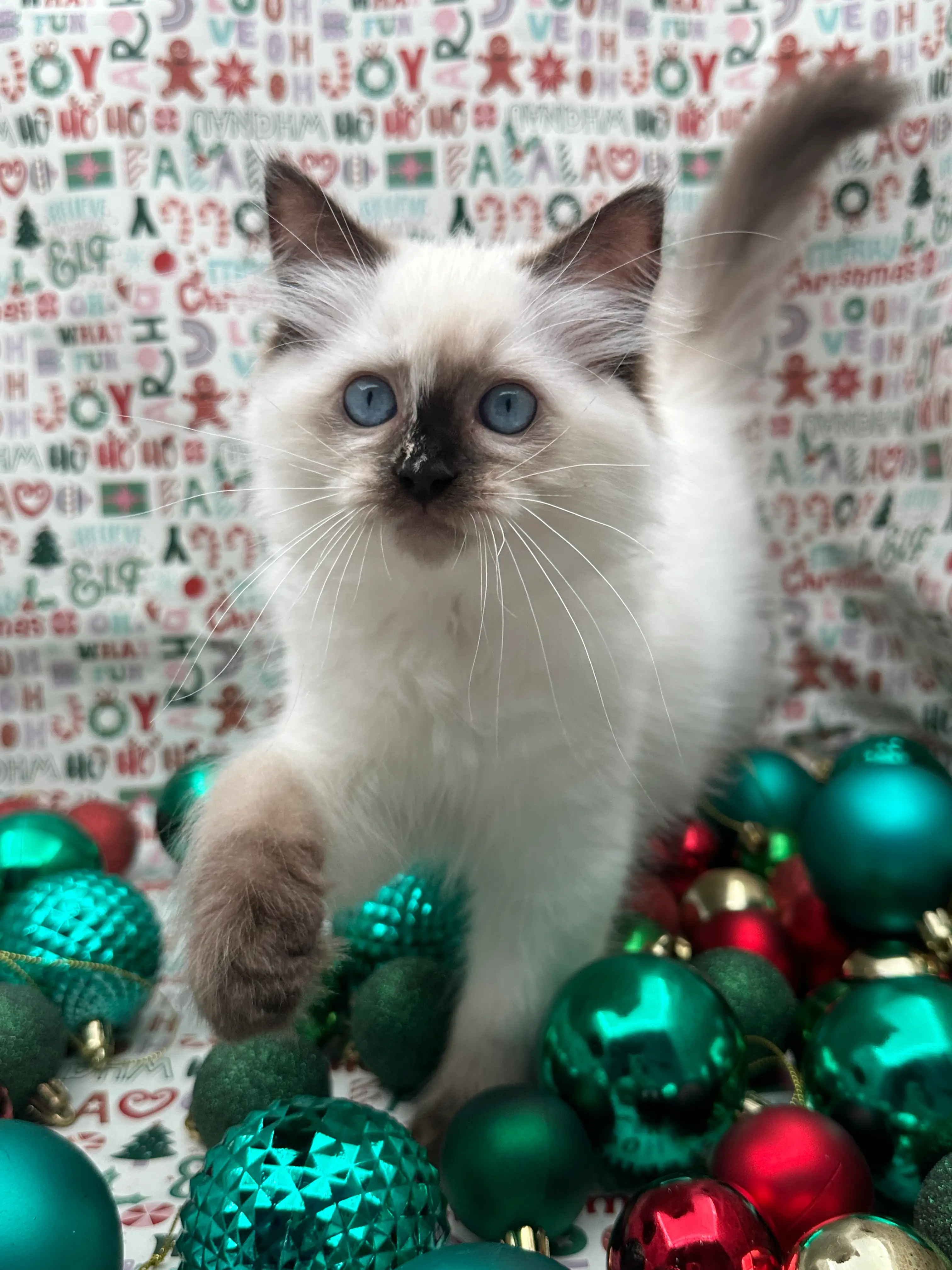 queens gallery image