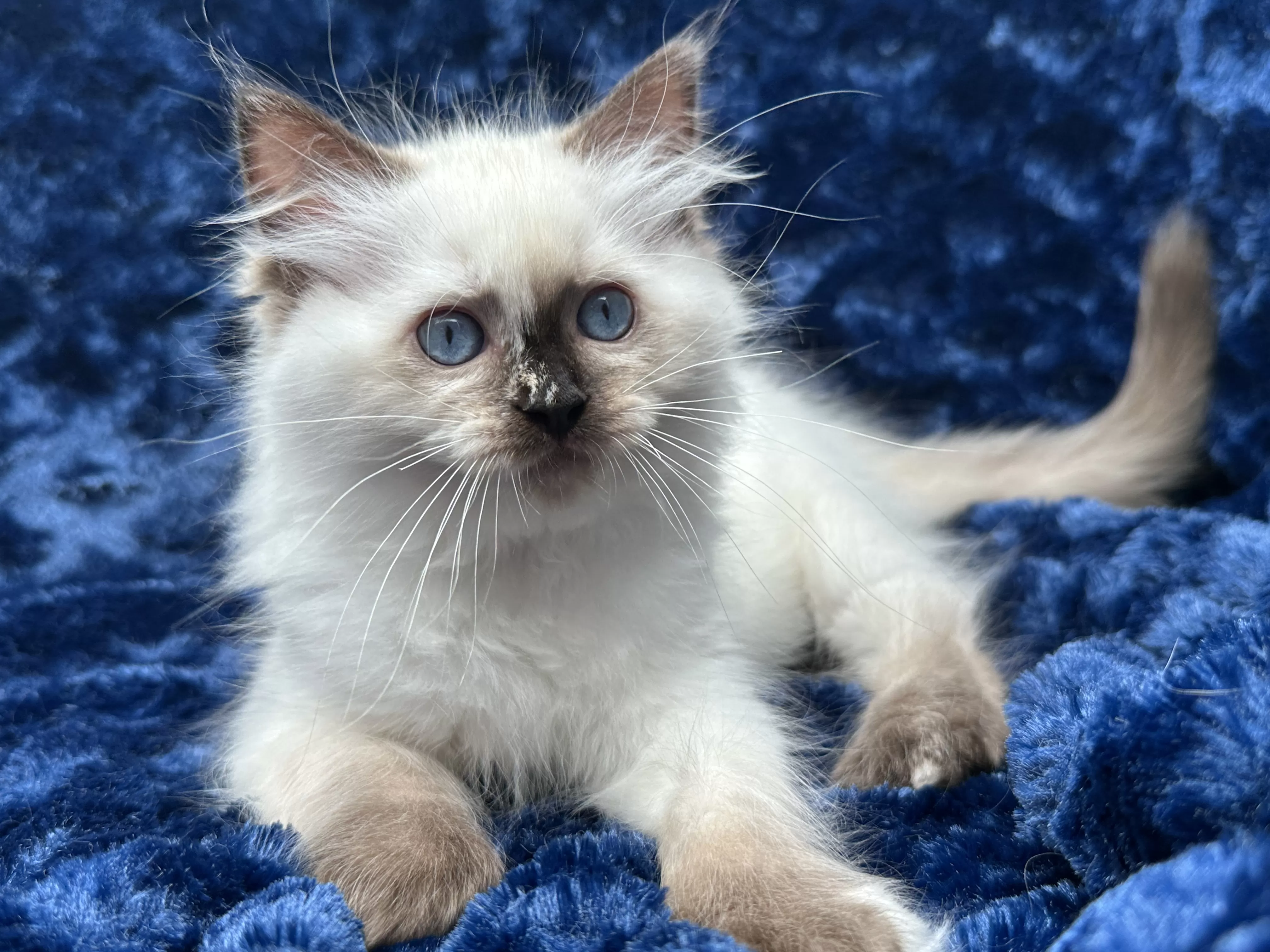 queens gallery image