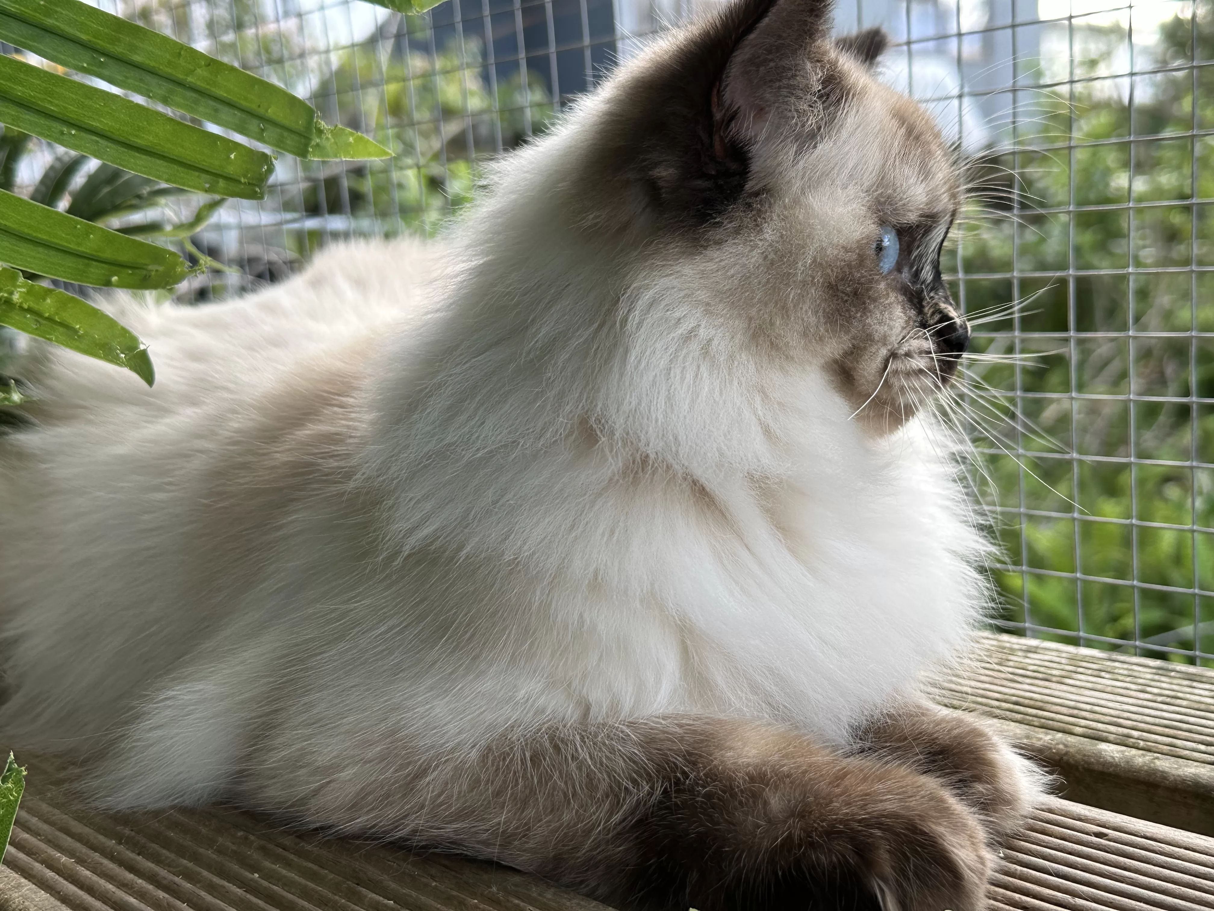 queens gallery image