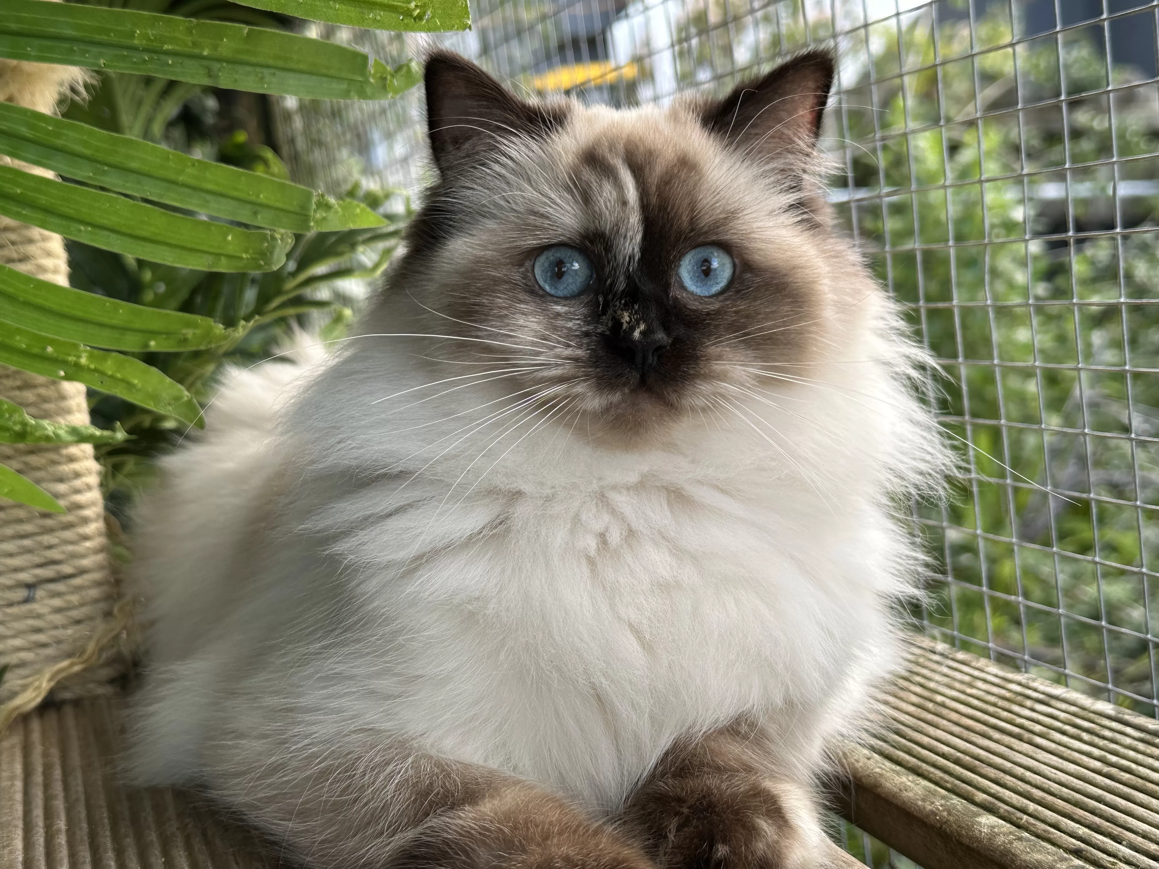 queens gallery image