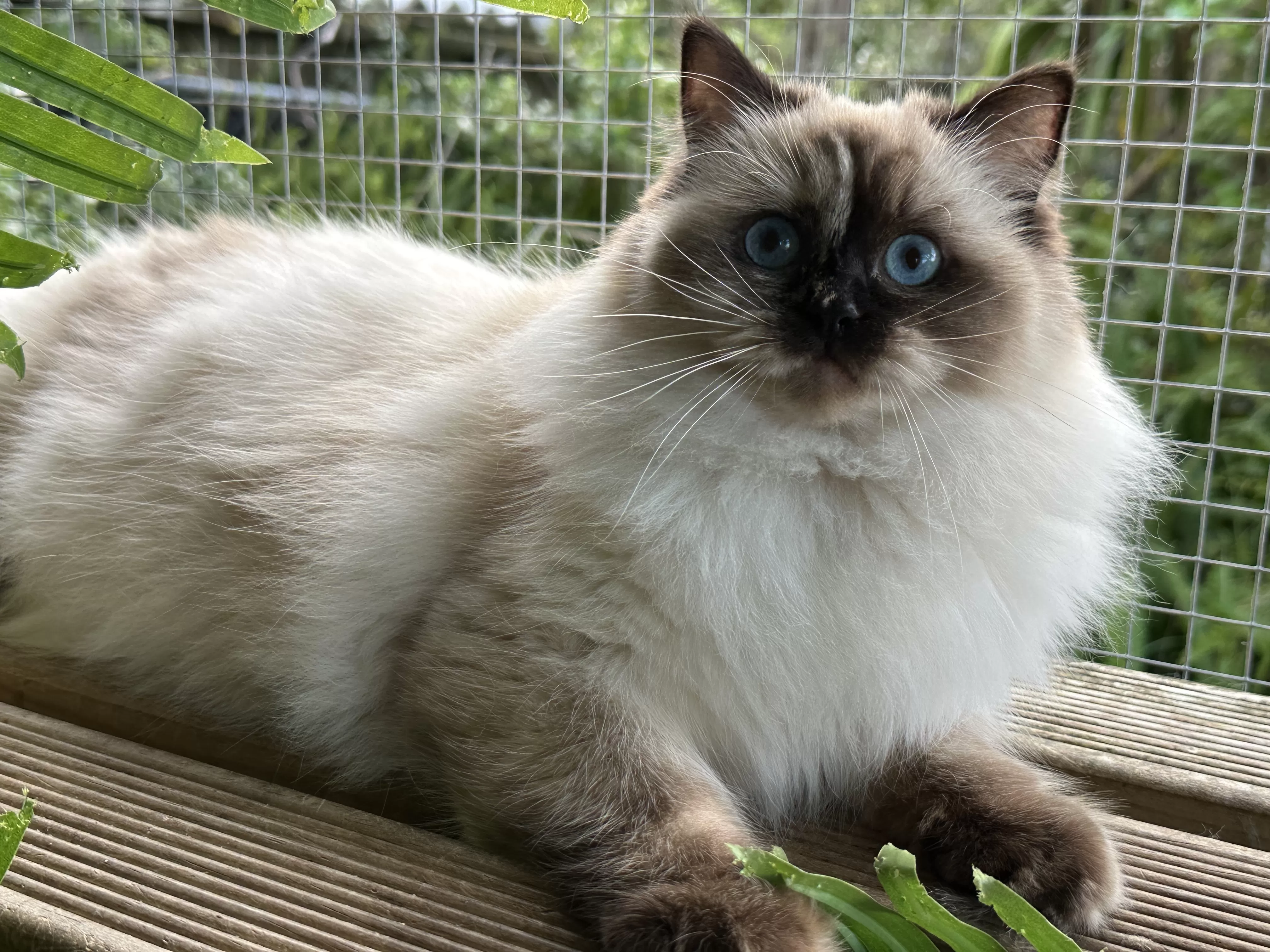 queens gallery image